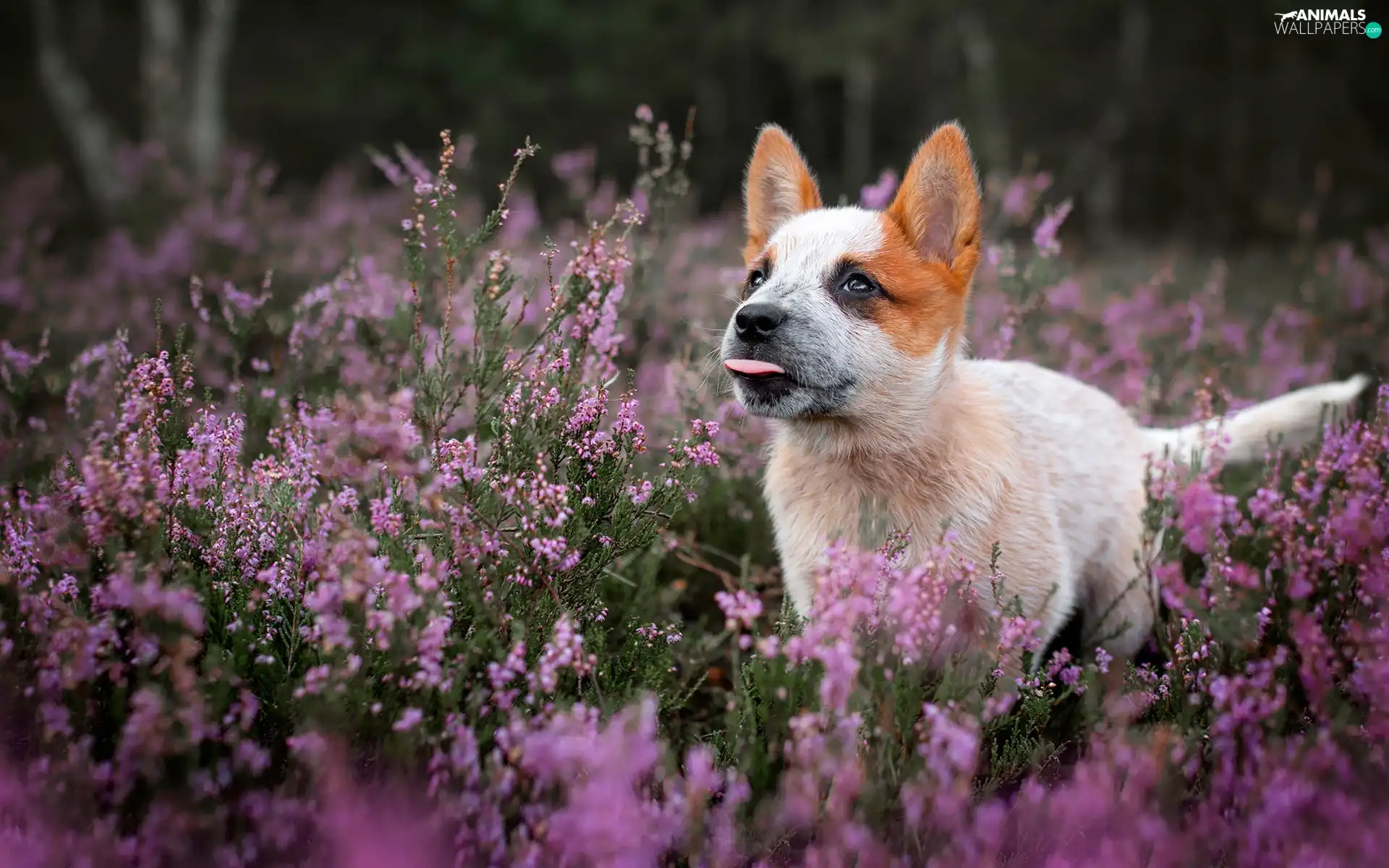 Flowers, heather, Puppy, tongue, dog