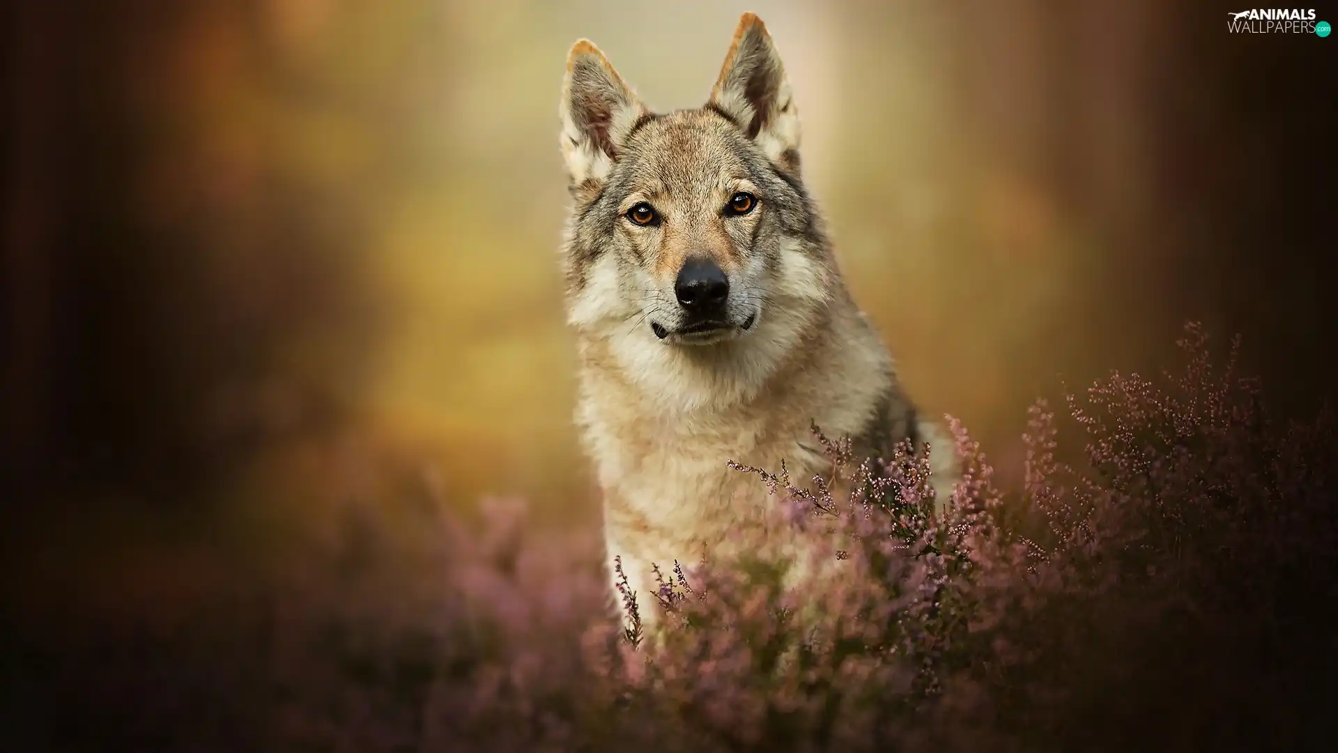 dog, muzzle, heathers, Czechoslovakian Wolfdog