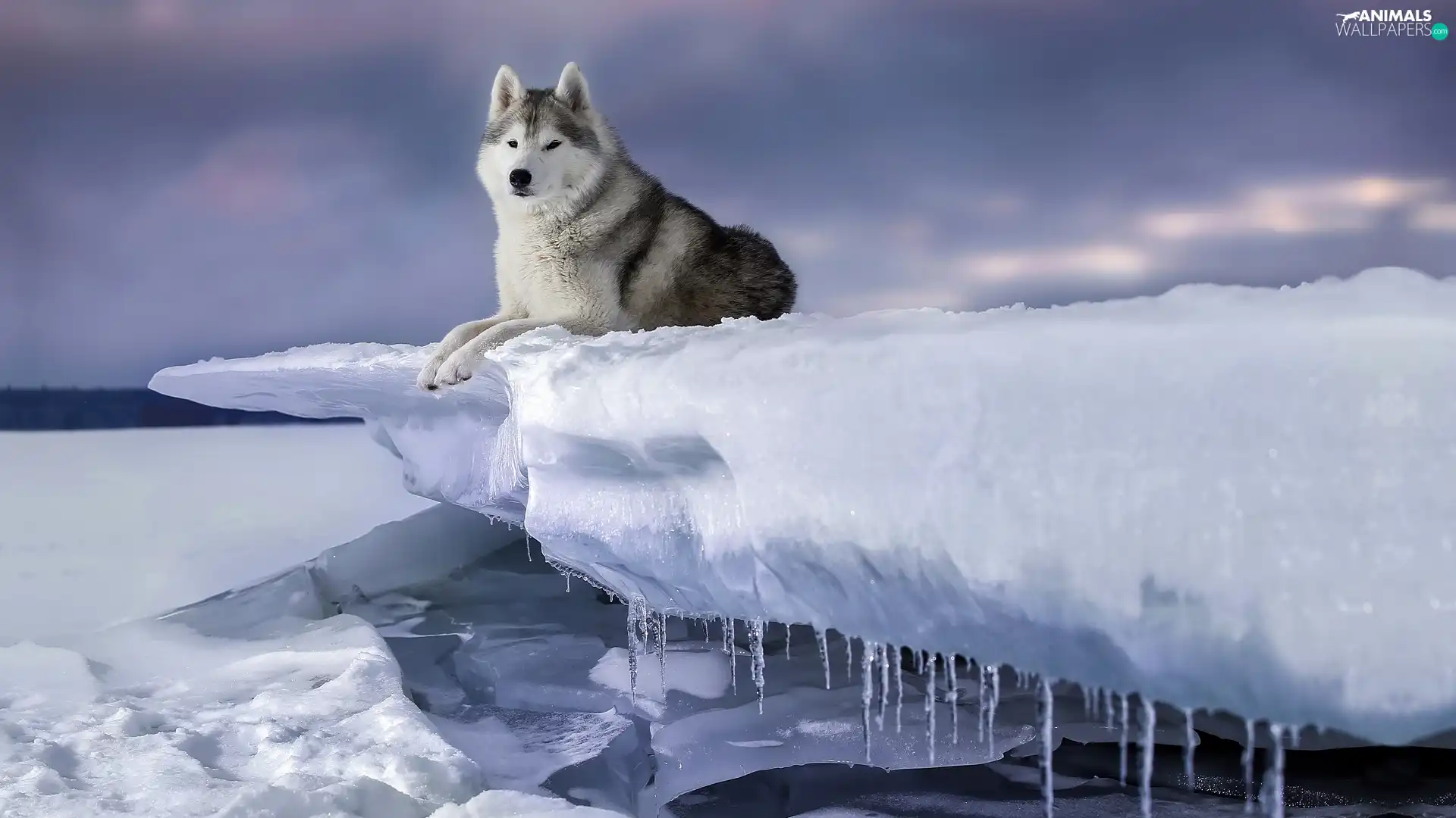 winter, dog, Siberian Husky