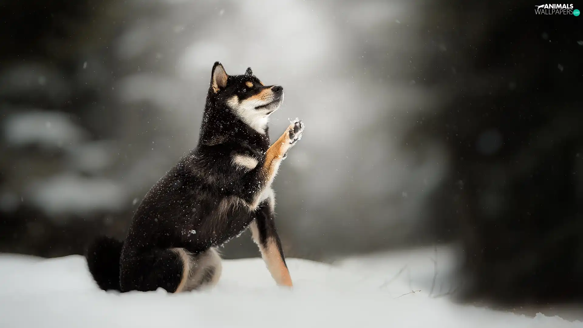 fuzzy, background, Shiba inu, snow, dog