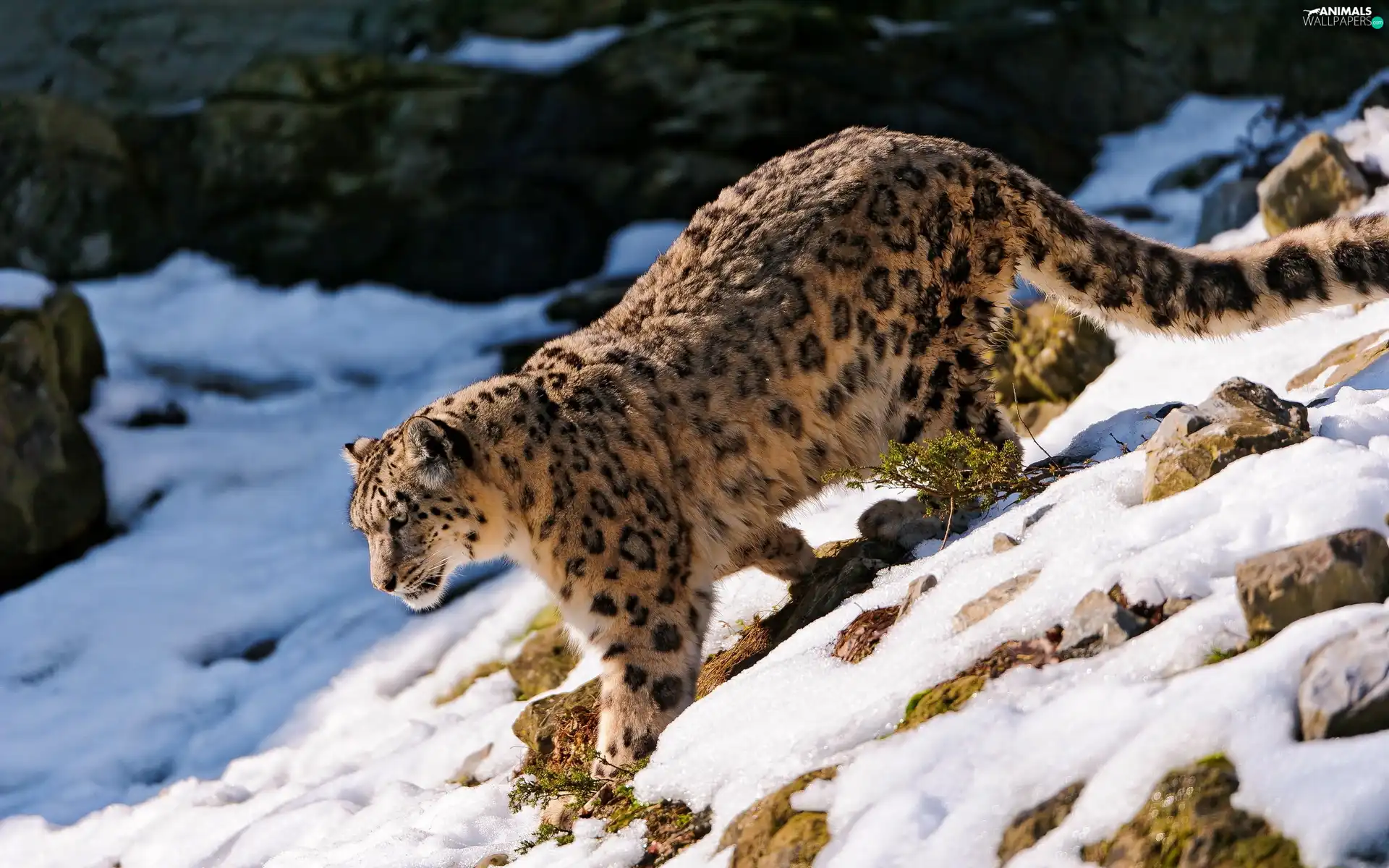Snow leopard, snow, Stones