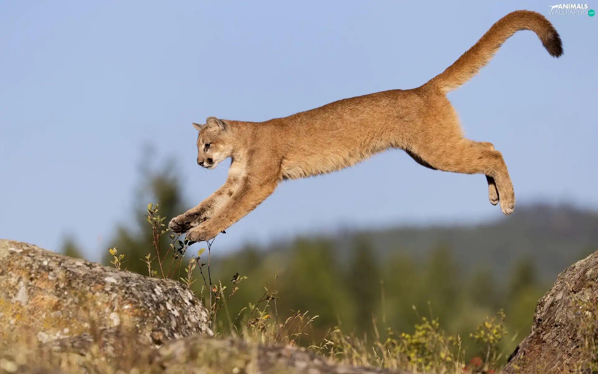 jump, cougar, rocks