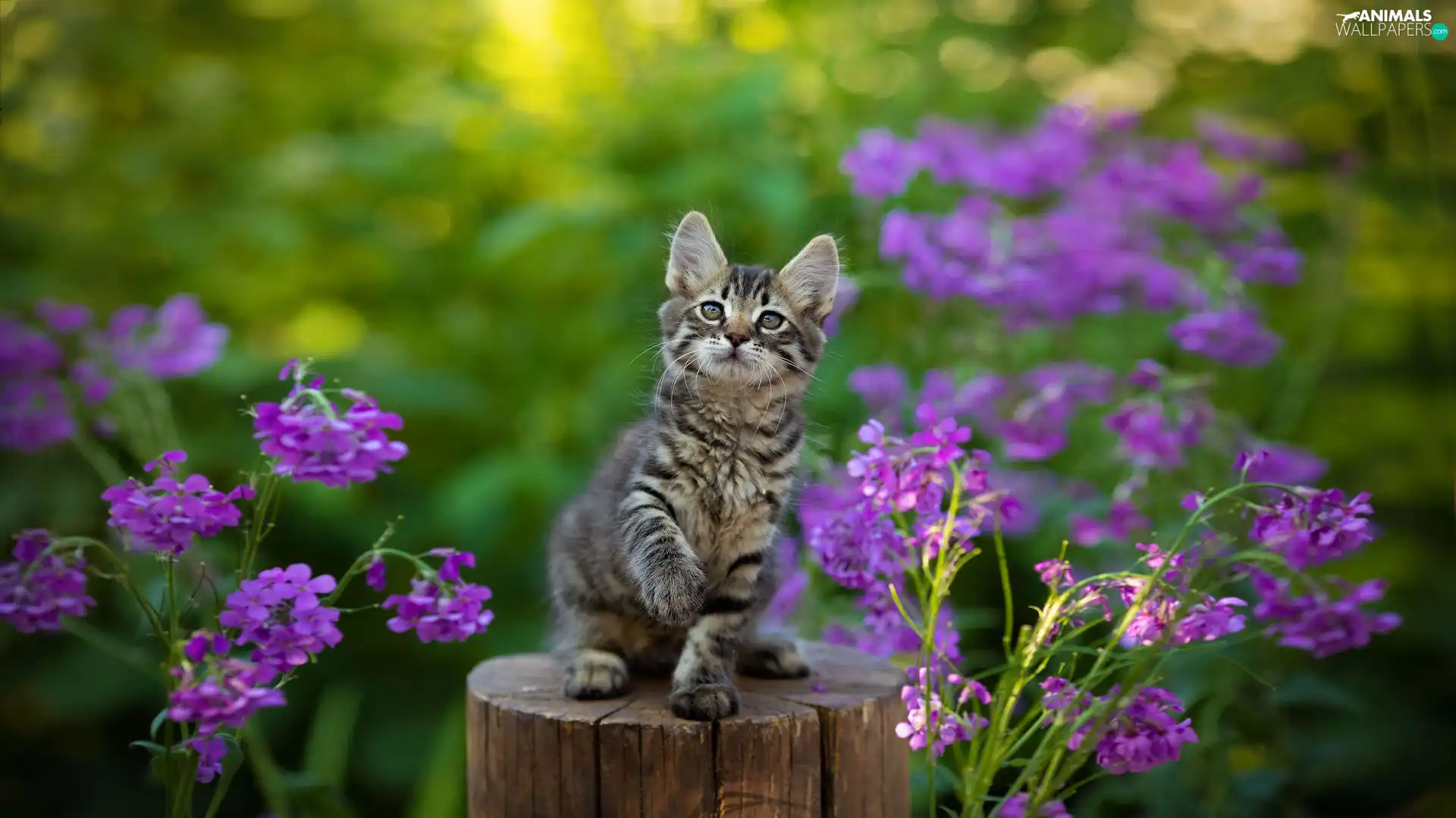 cat, stump, Flowers, kitten