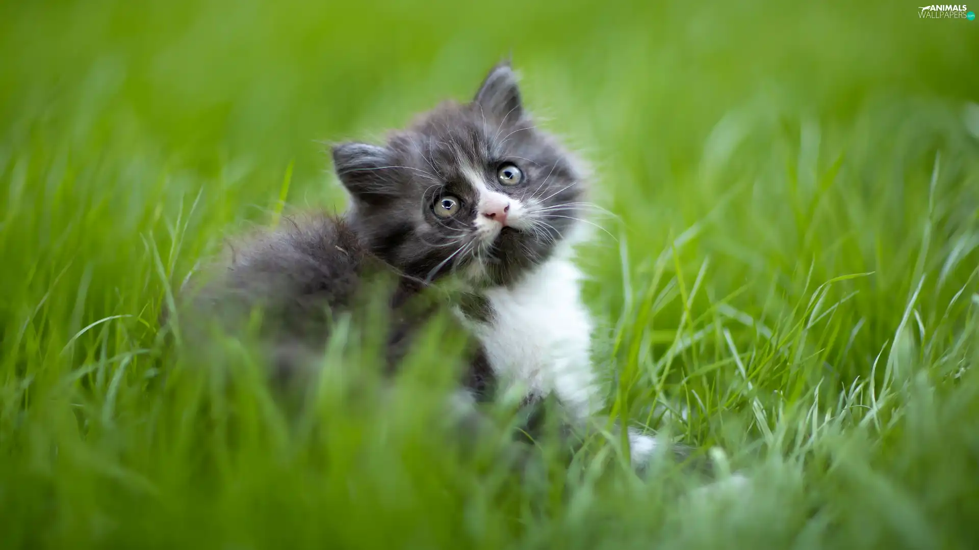 small, kitten, grass, Grey-White