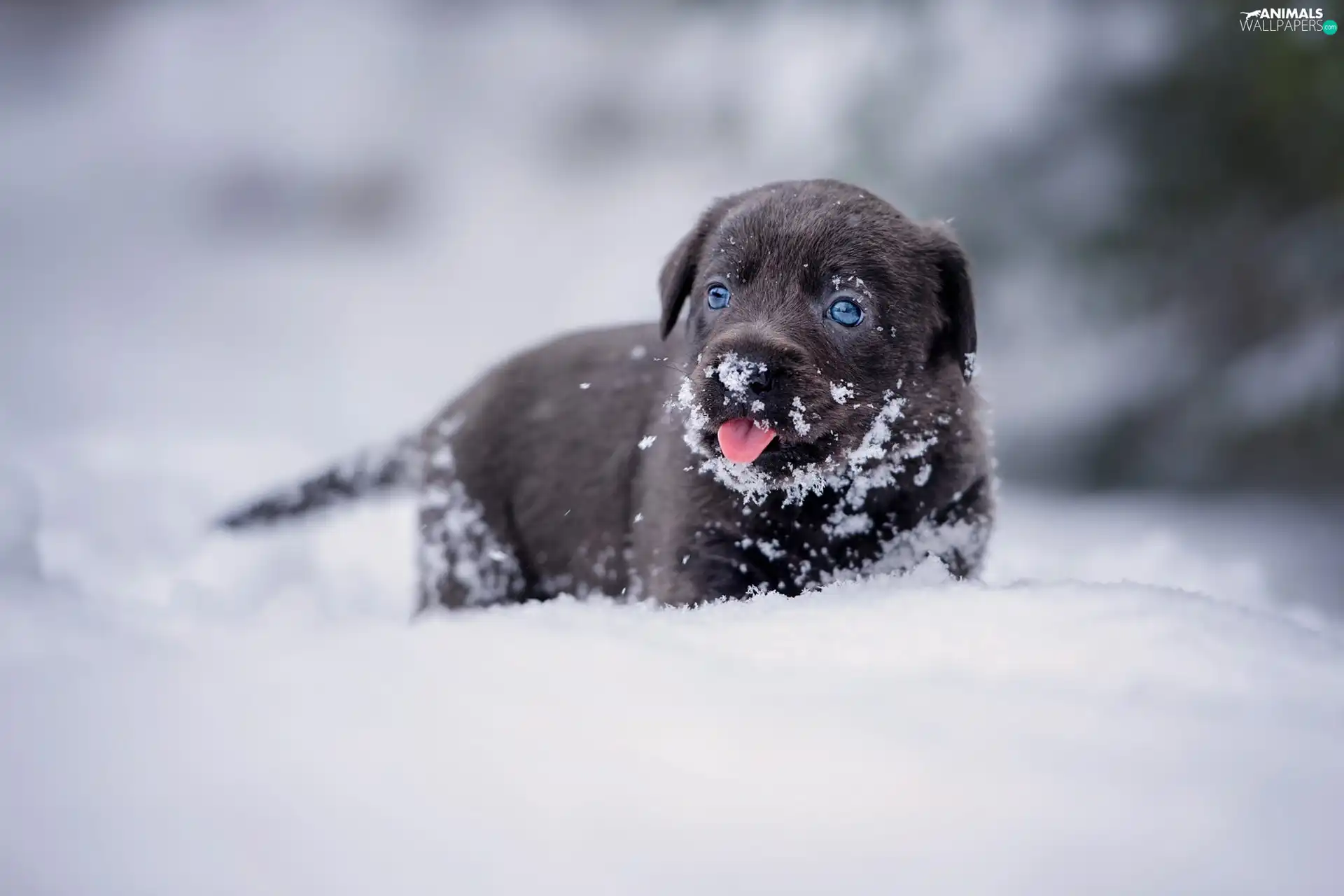winter, snow, Puppy, Labrador Retriever, dog