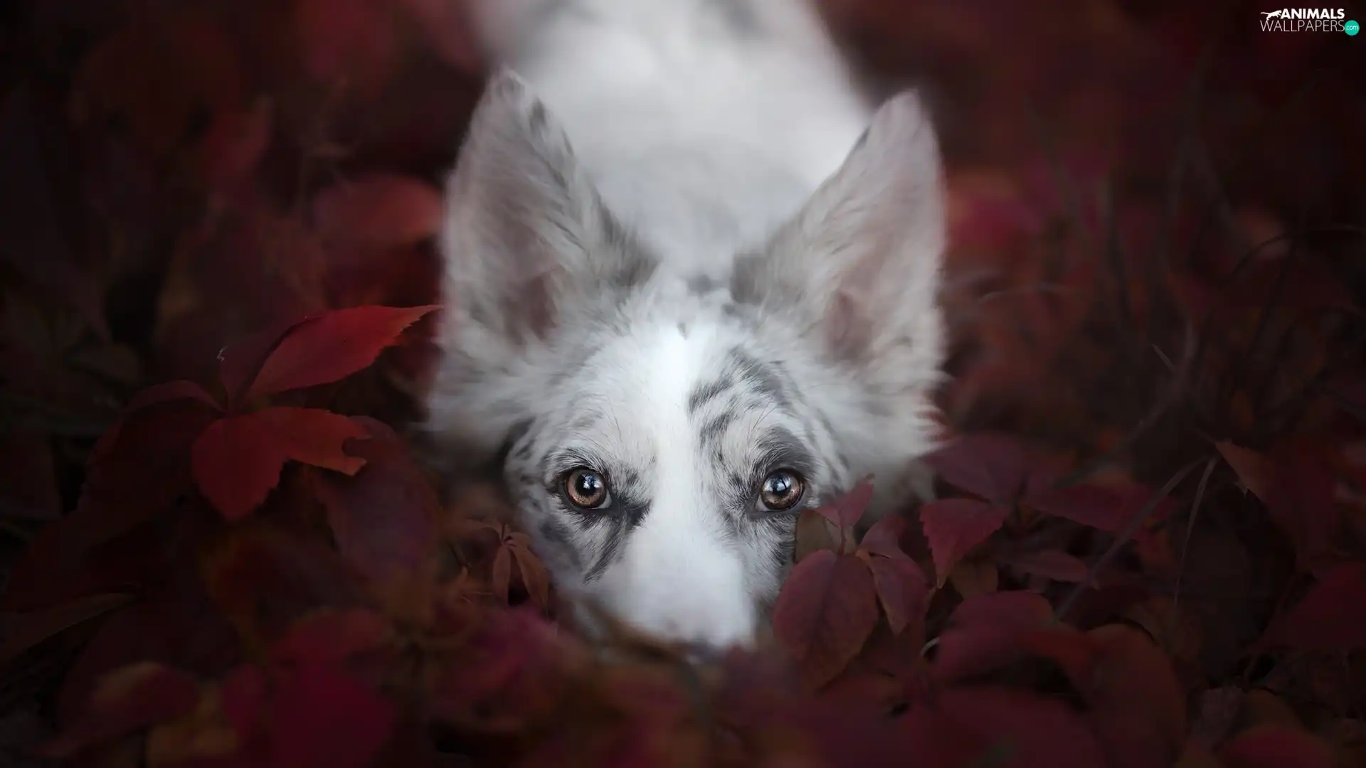 dog, muzzle, Leaf, Border Collie