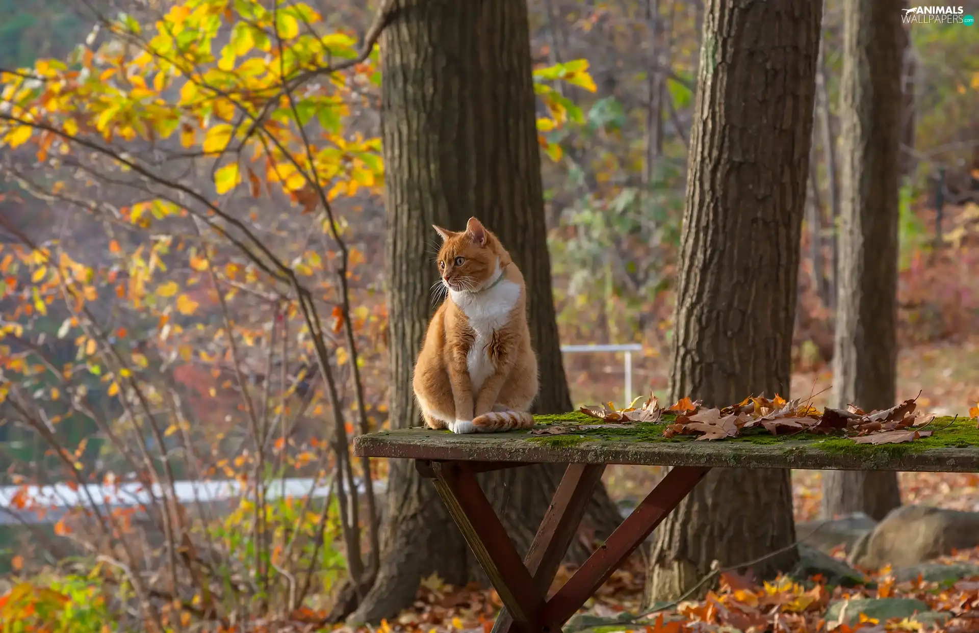 trees, ginger, Table, Leaf, viewes, cat