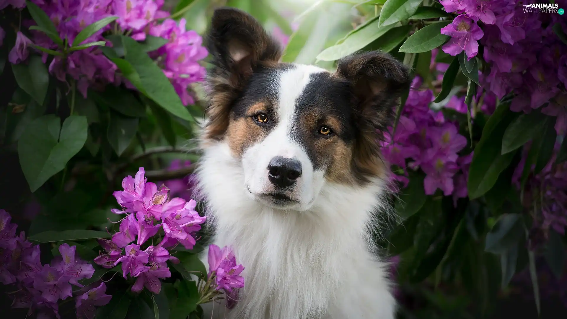 Rhododendrons, Leaf, muzzle, Flowers, dog
