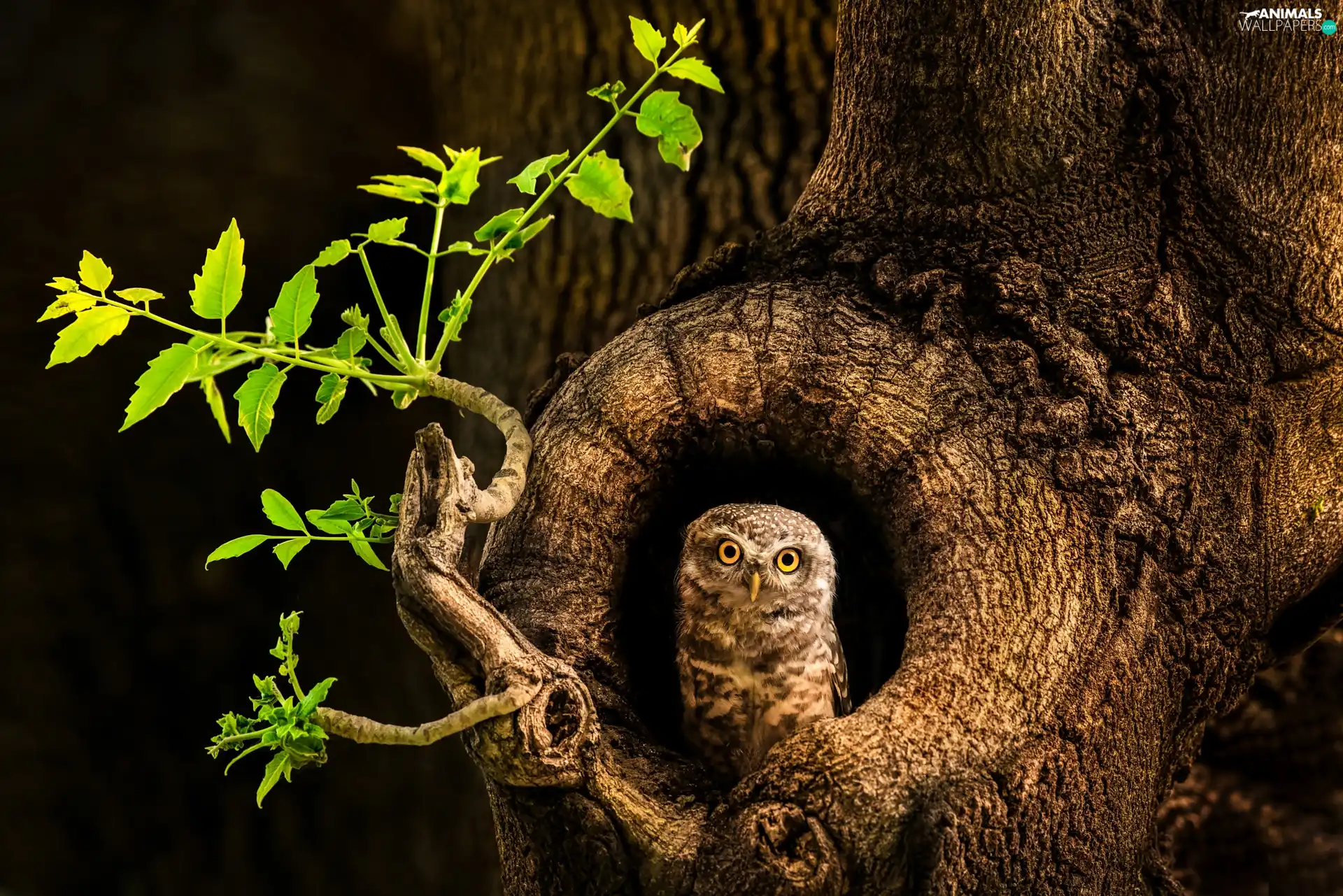 hollow, owl, branch, leaves, trees, Little Owl