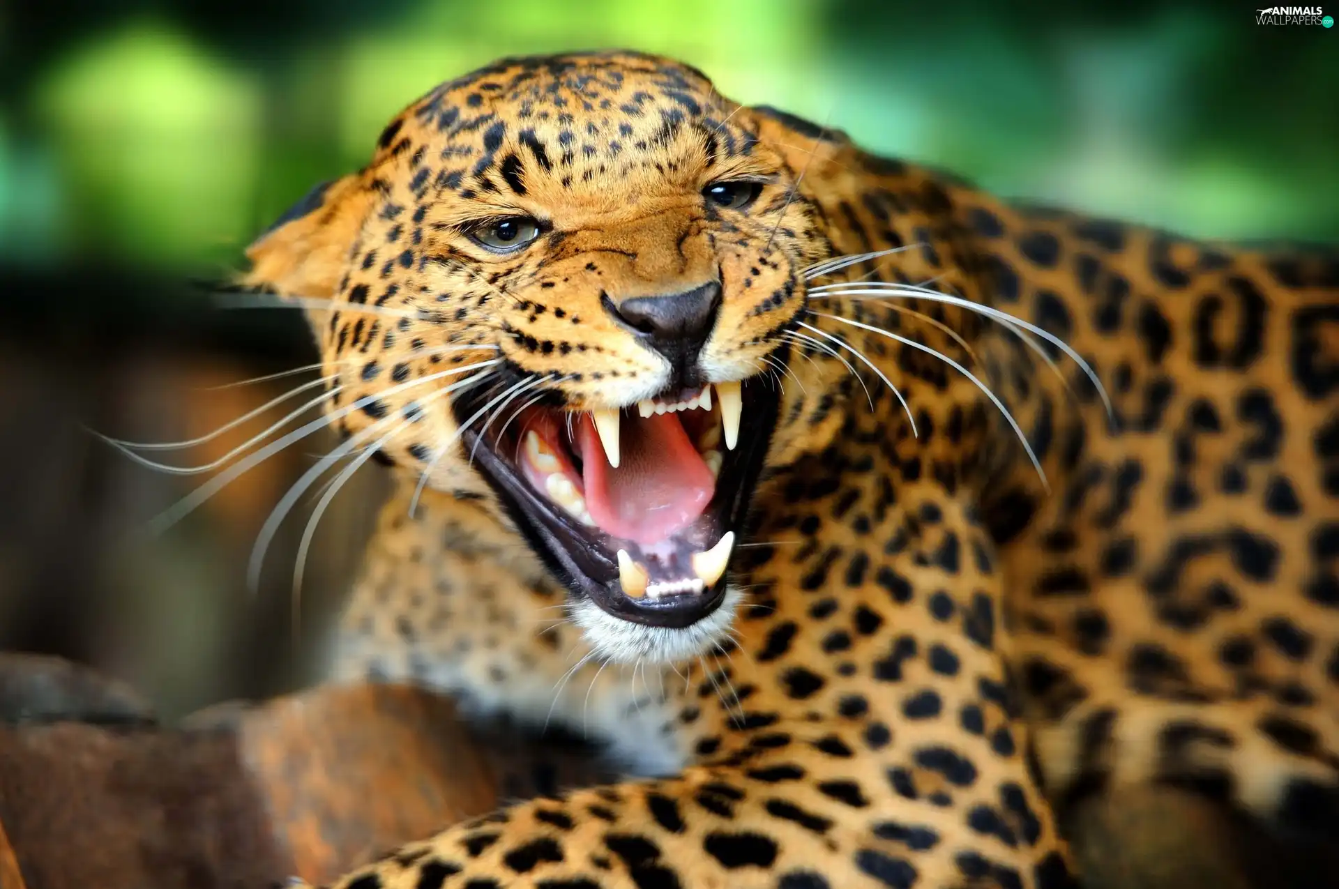 furious, Leopards