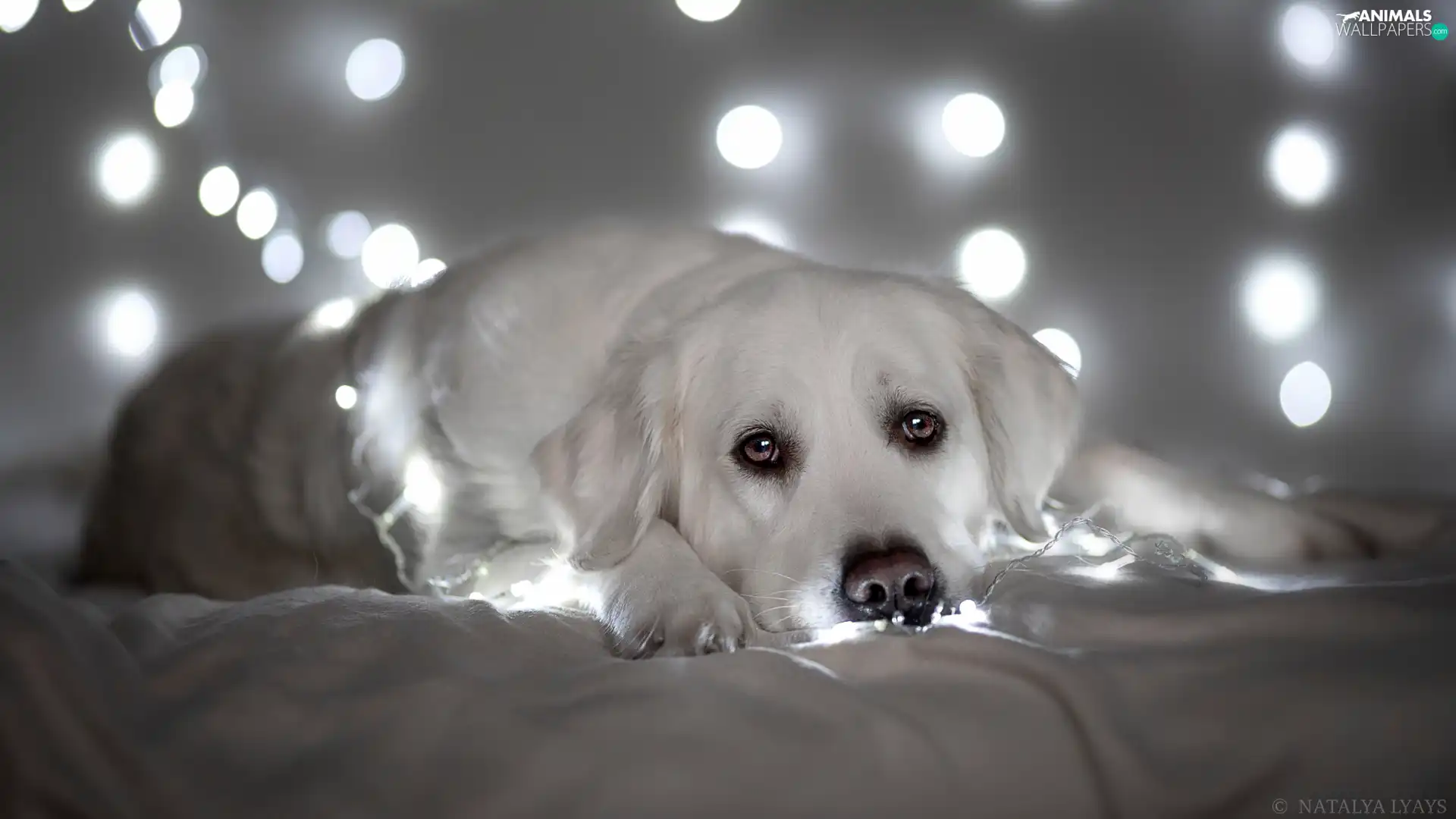 lights, lying, dog