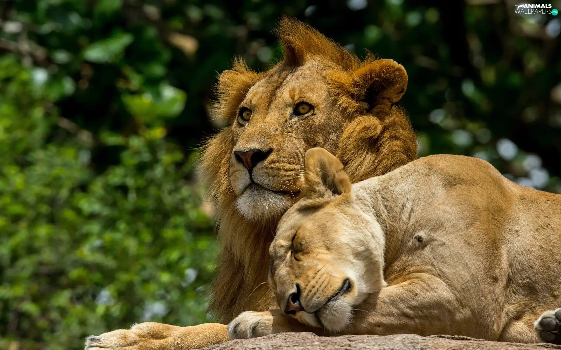 Lion, Lioness