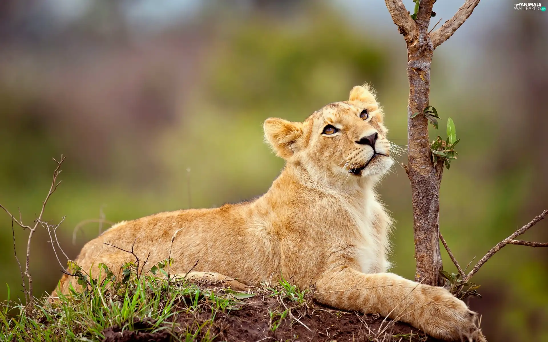 small, Lioness