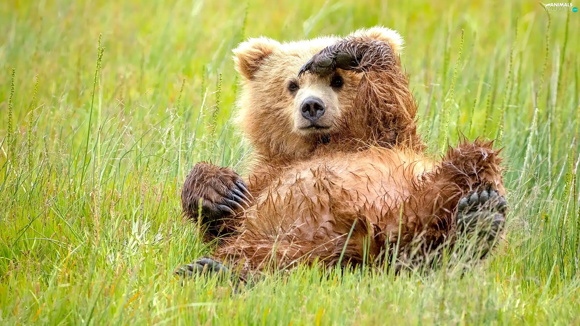 small, little bear, grass, Bear