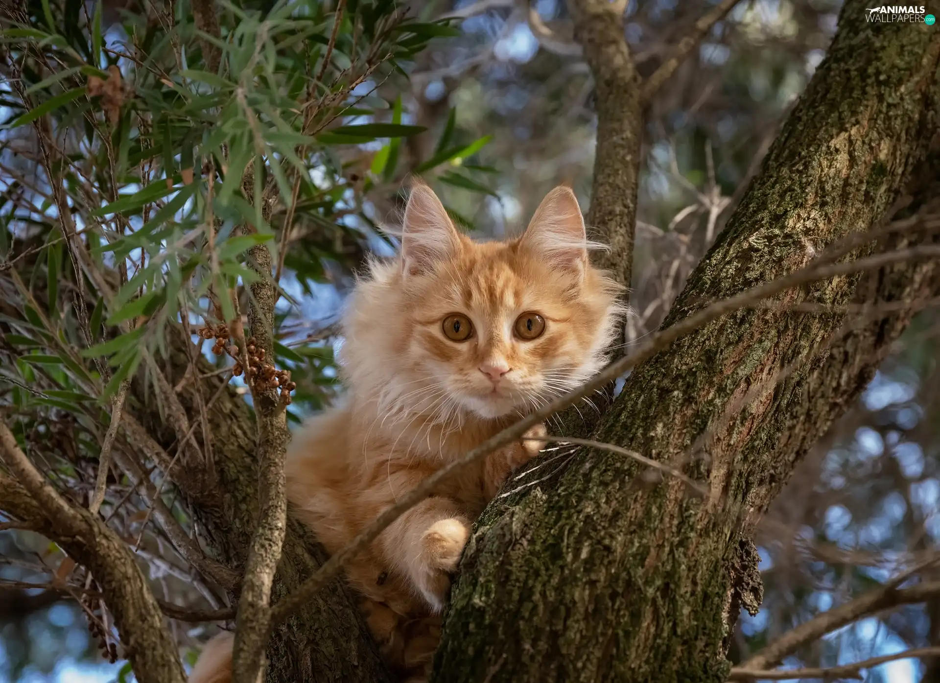 Lod on the beach, trees, cat, The look, ginger
