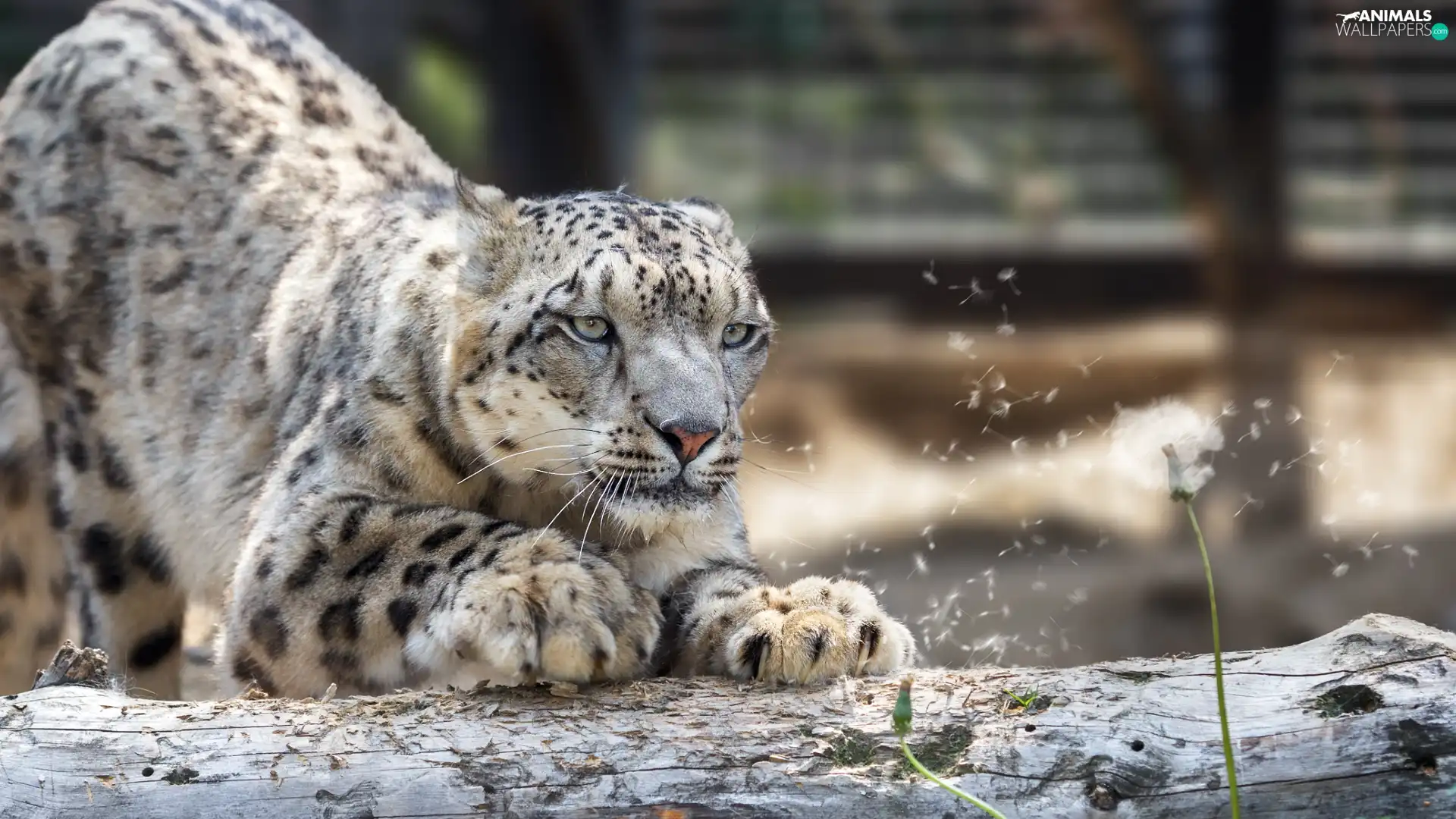 dandelion, snow leopard, log