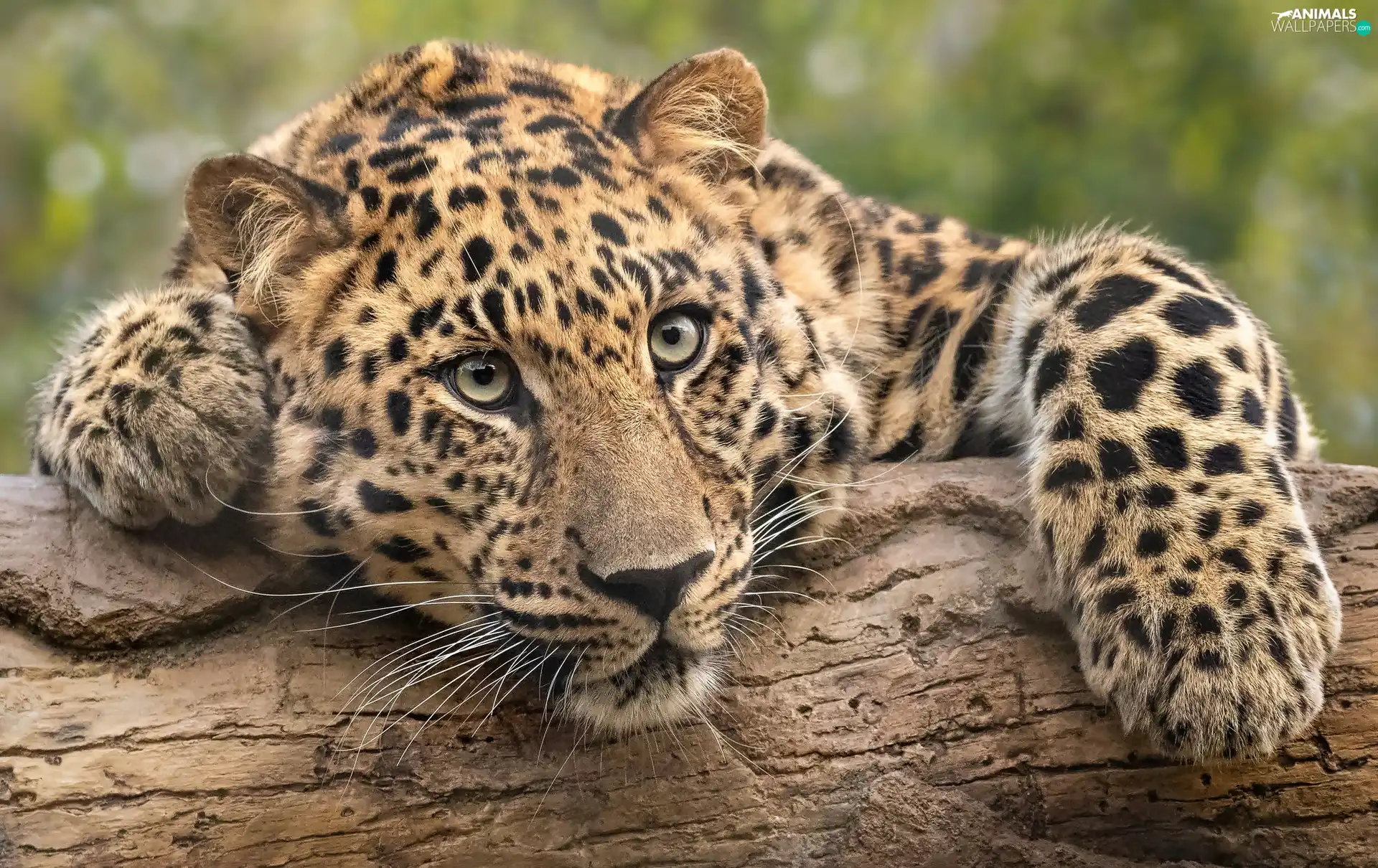 log, Resting, Leopards