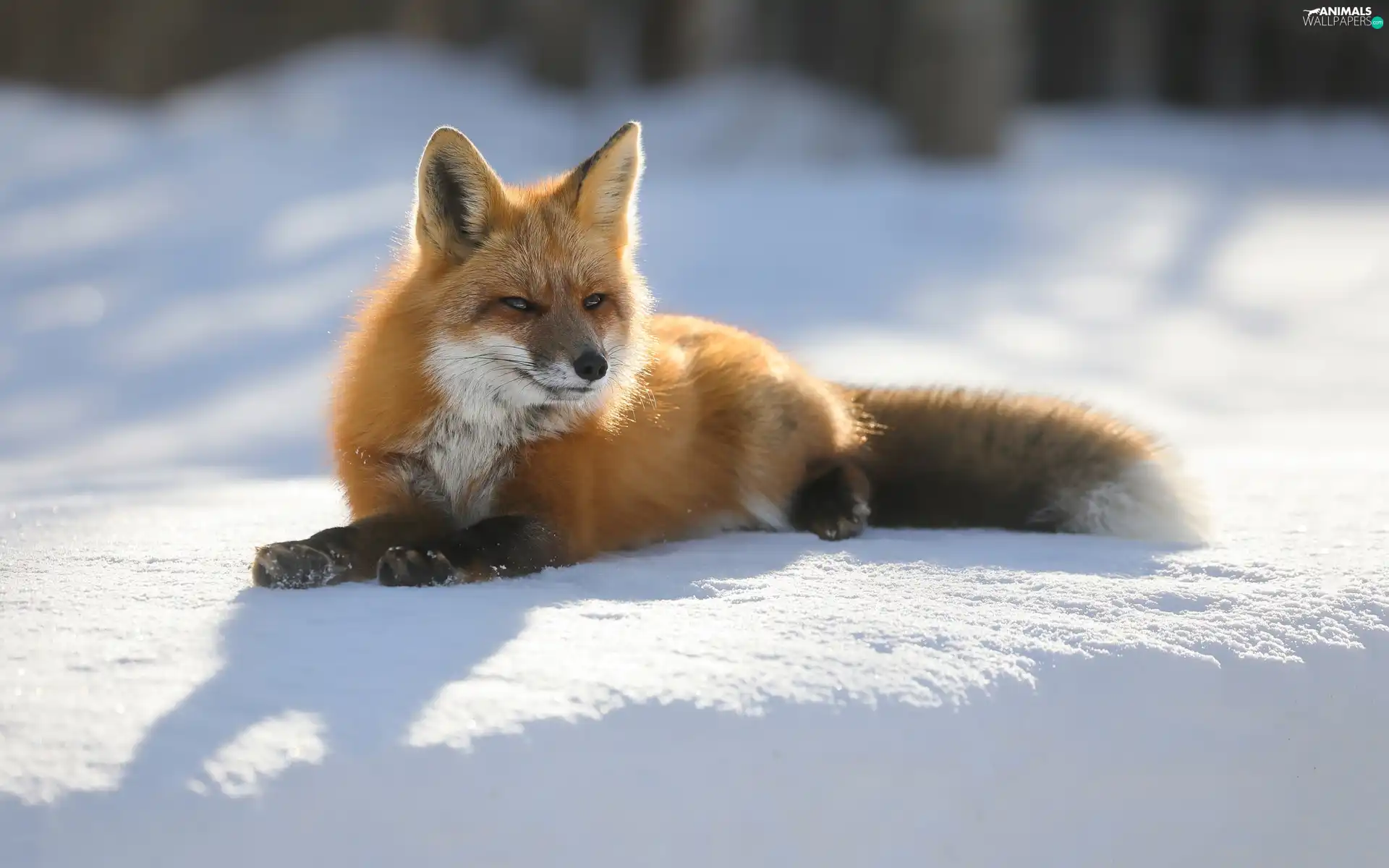 ginger, Fox, snow, lying