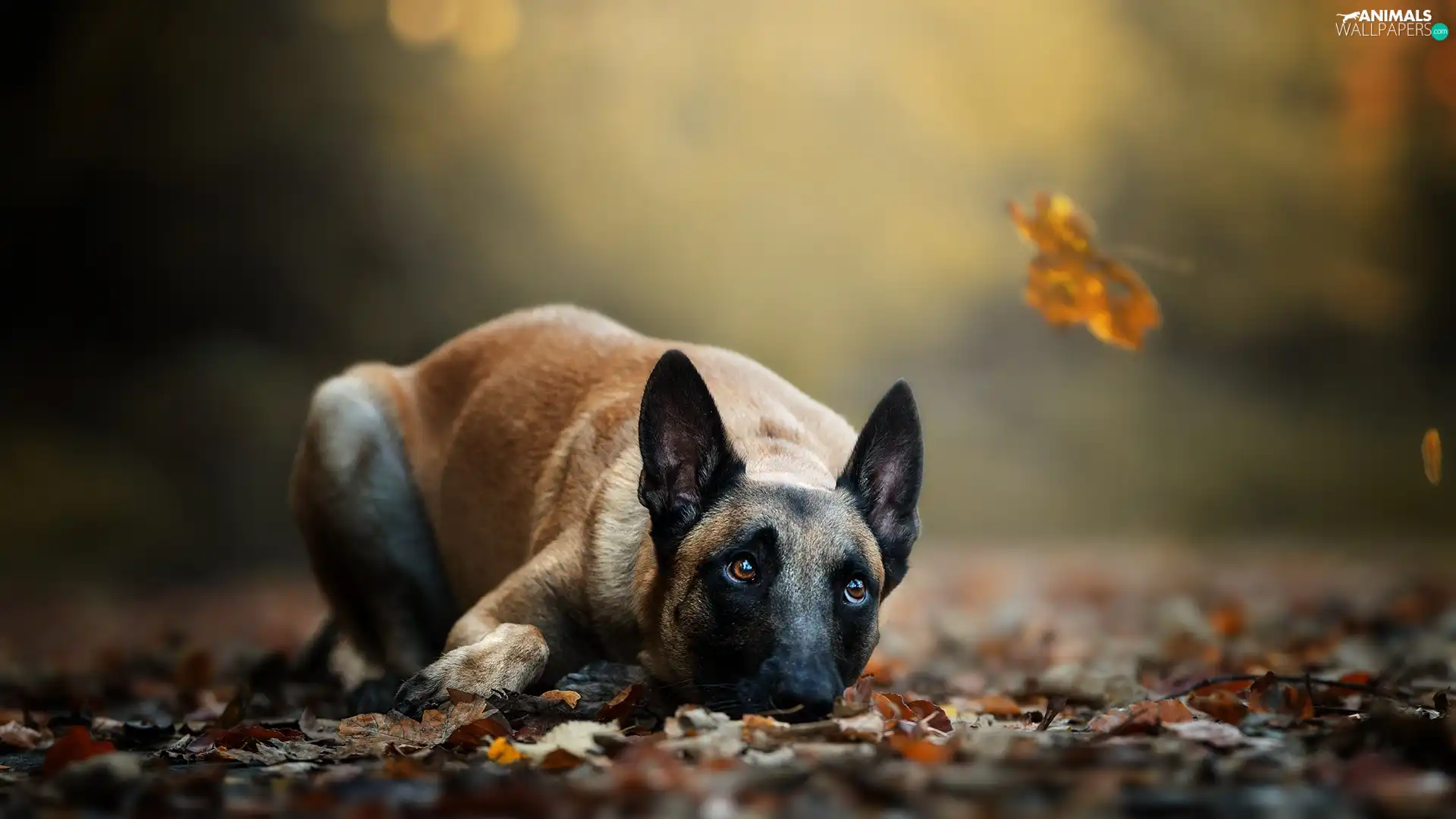 lying, Belgian Shepherd Malinois, Leaf, dog
