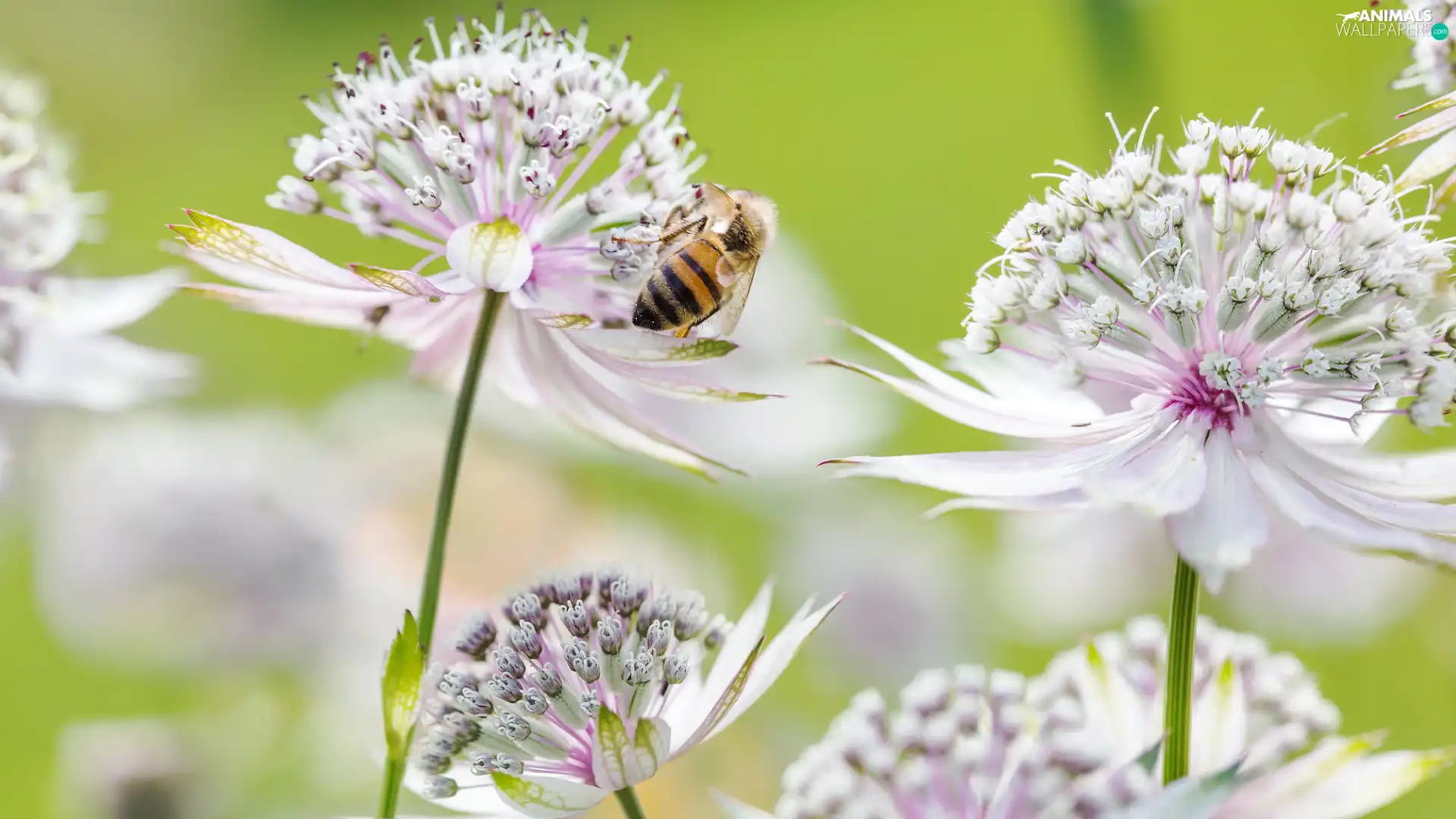 bee, Flowers, Great Masterwort