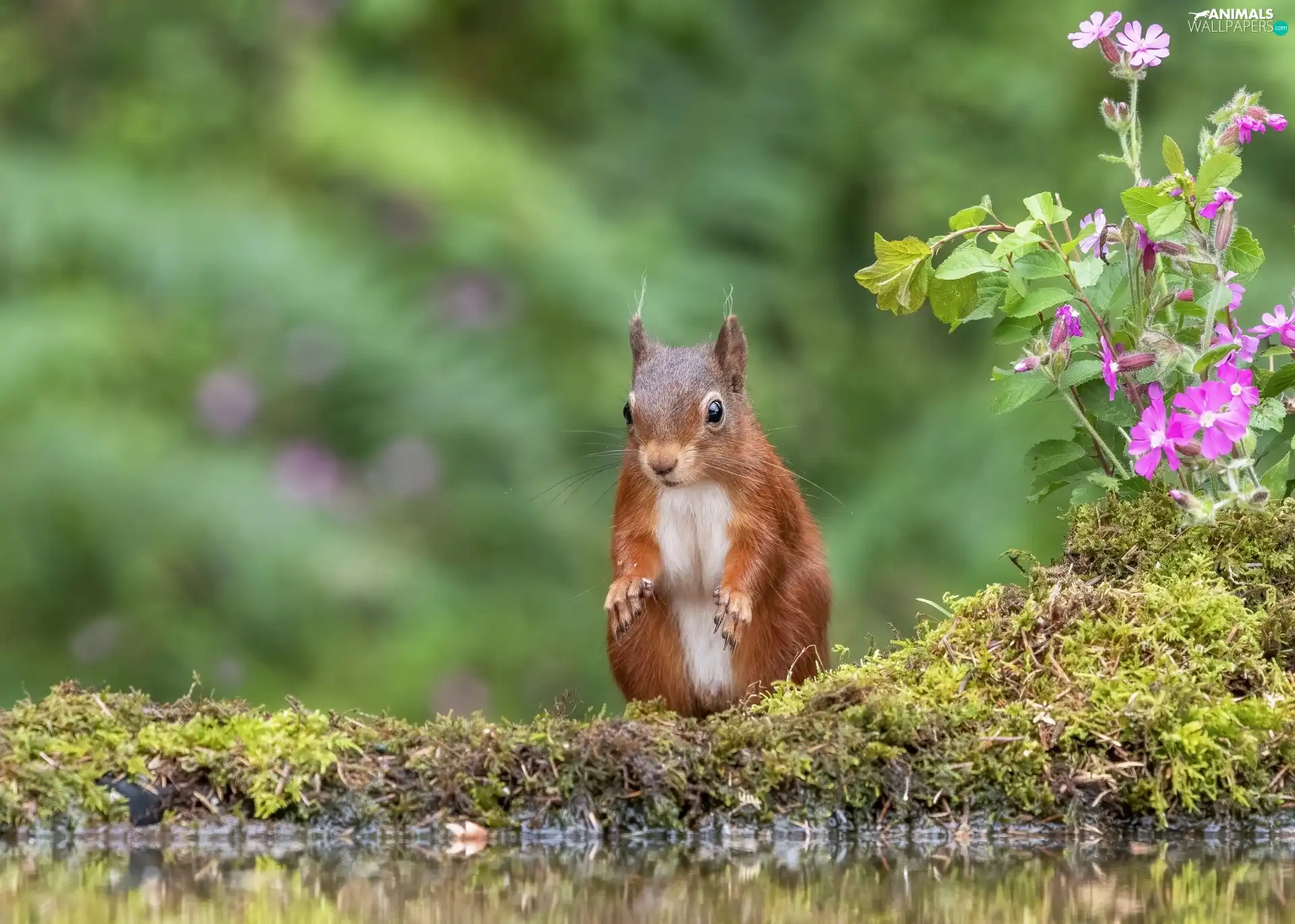 squirrel, water, Flowers, Moss