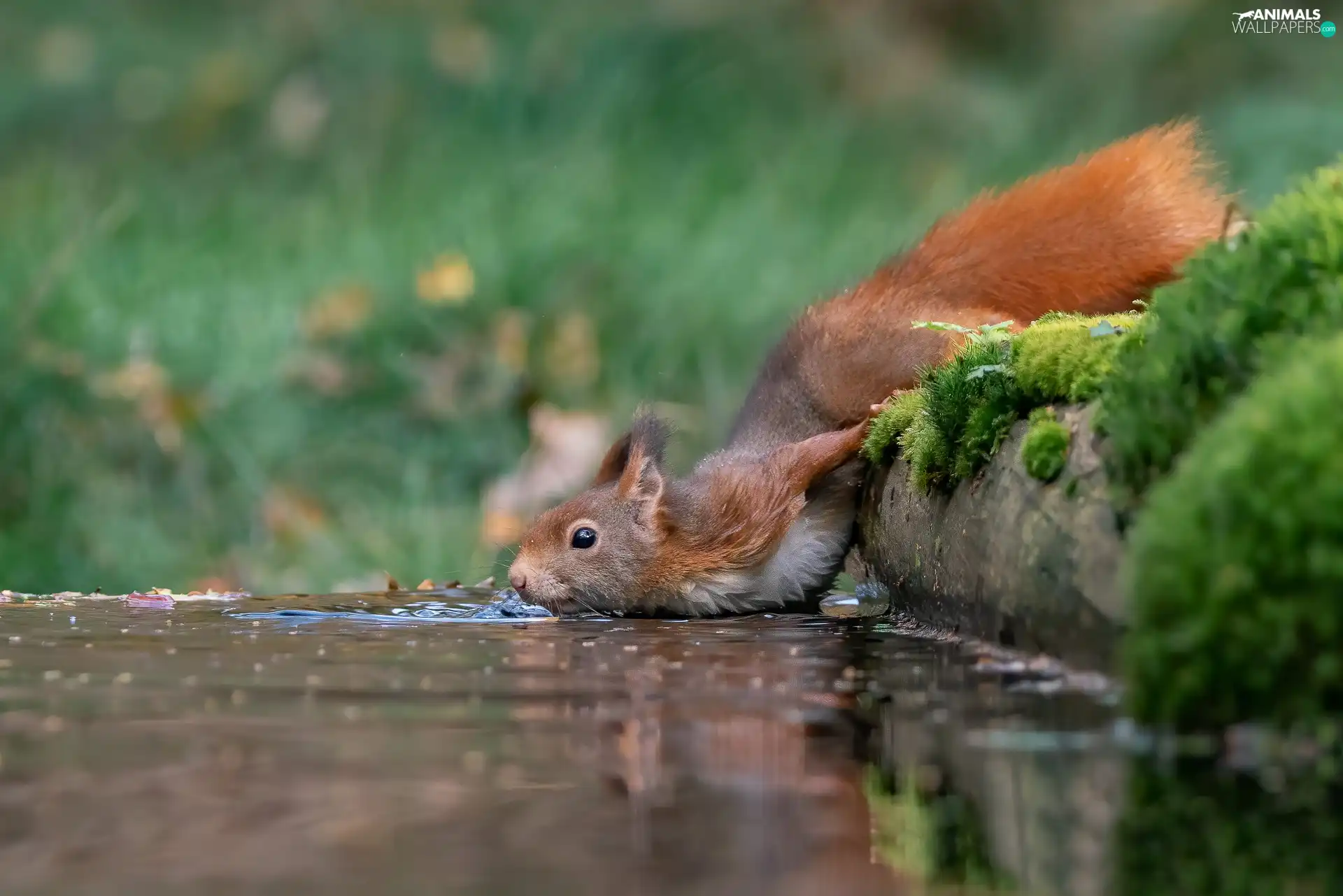 Moss, squirrel, water