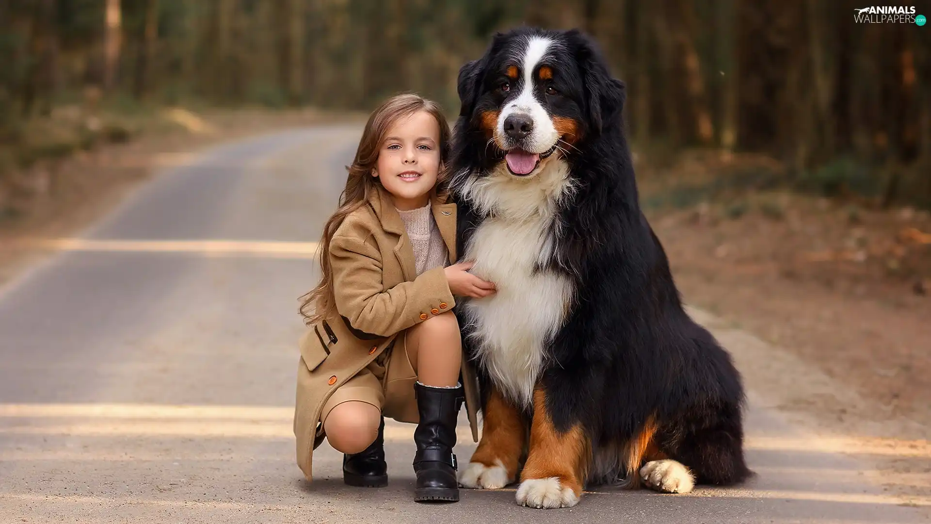 trees, viewes, Bernese Mountain Dog, Way, girl