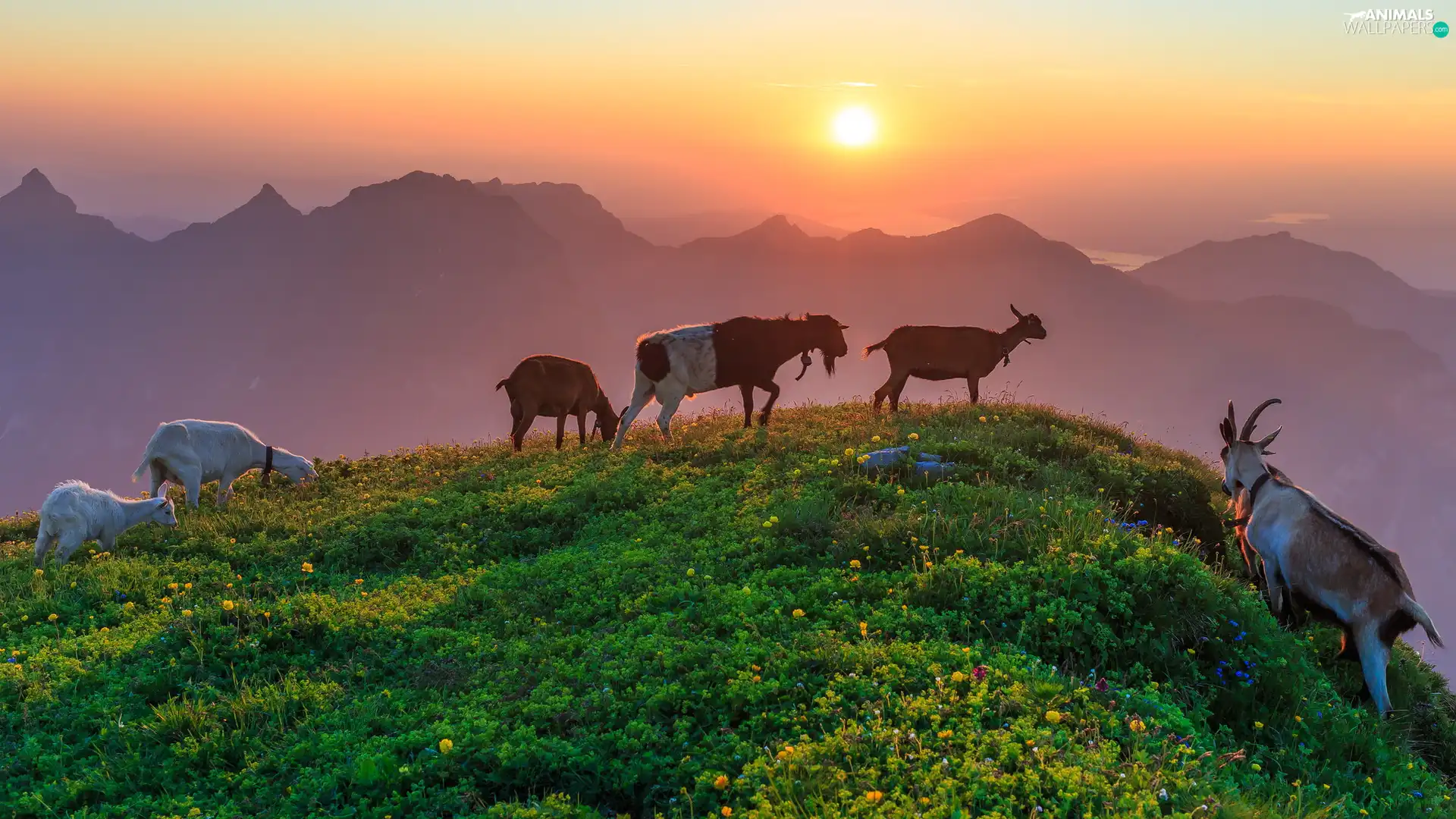 Goats, Mountains, Great Sunsets, Hill
