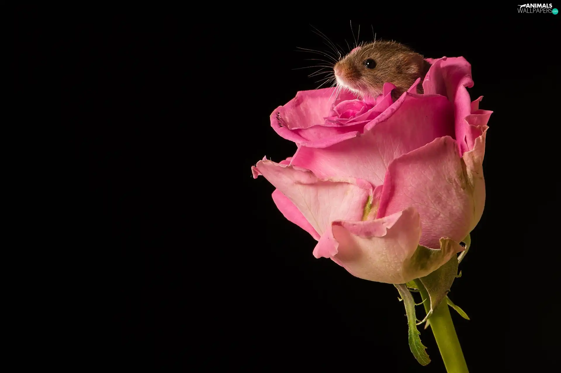 Colourfull Flowers, Pink, mouse, mouse, small, rose
