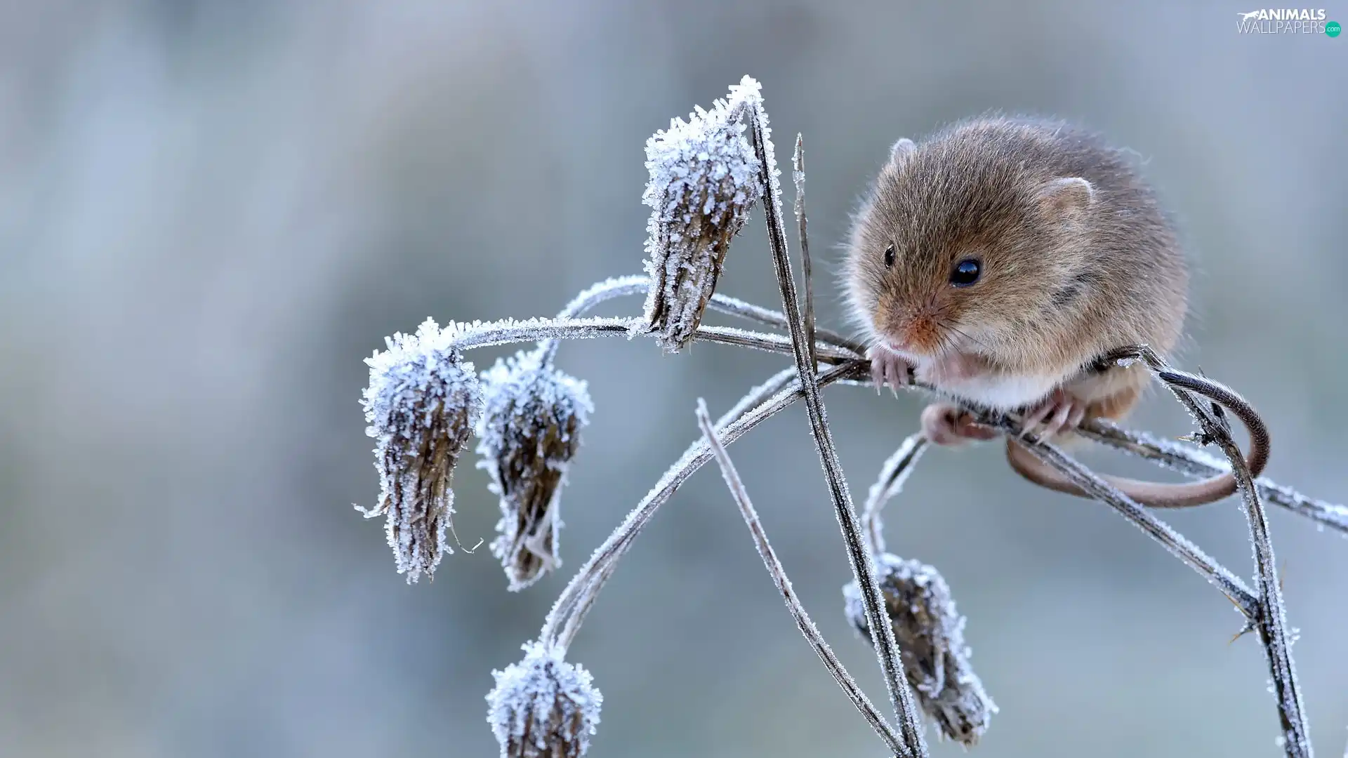mouse, frosty, Plants