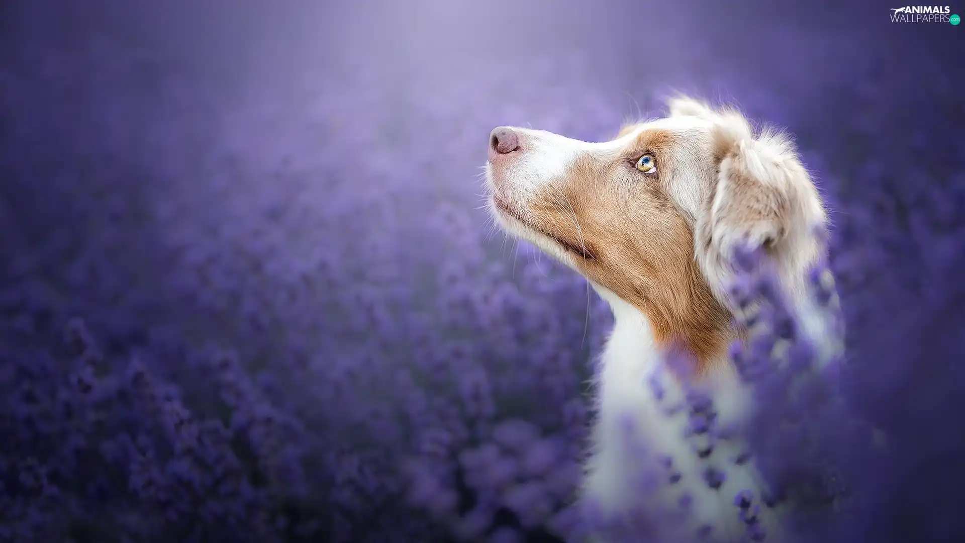 dog, Meadow, Flowers, muzzle