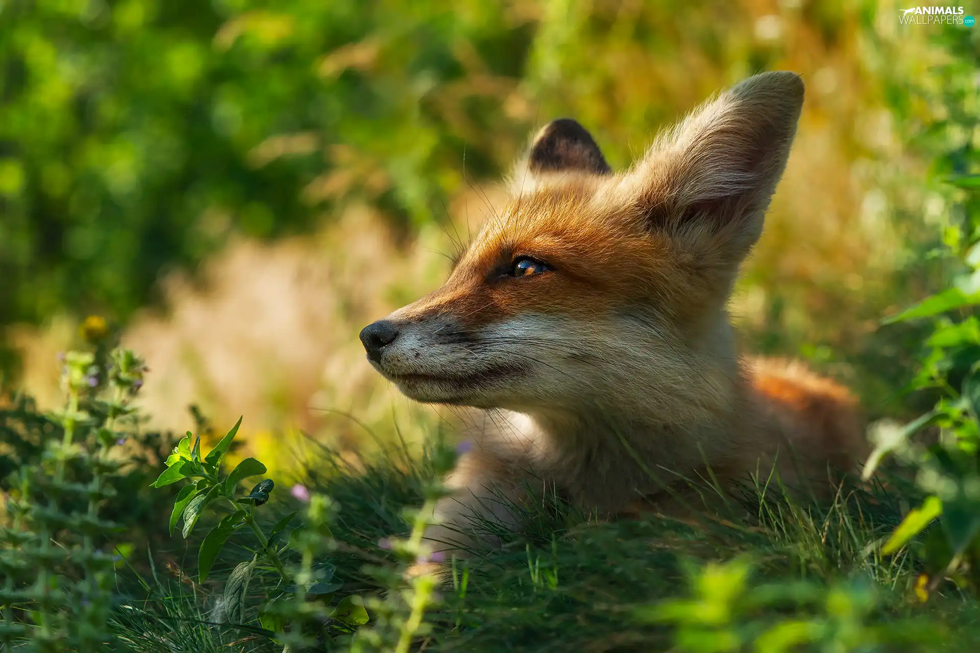 Fox, profile, Plants, muzzle