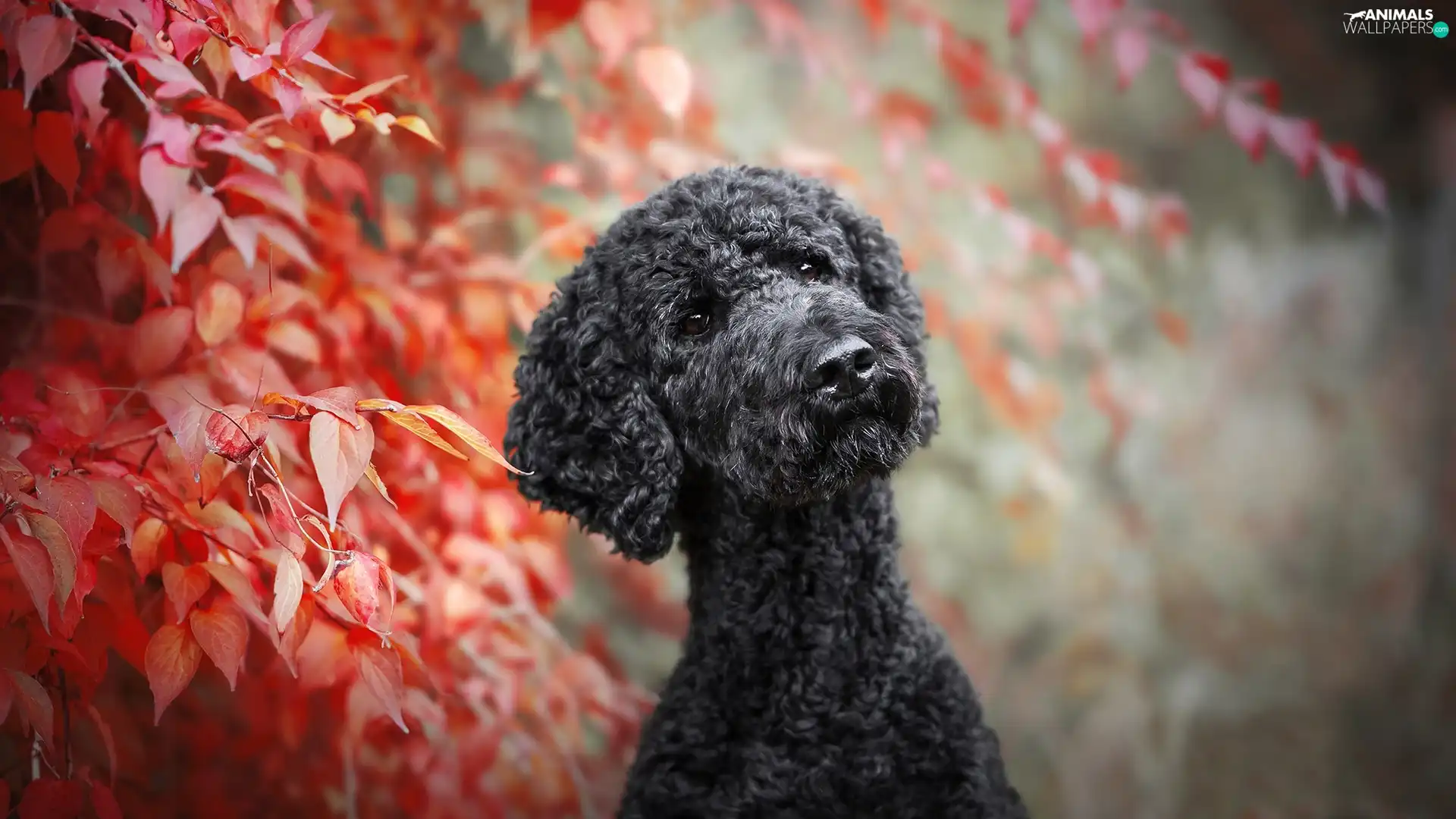 muzzle, Leaf, Black, poodle, dog