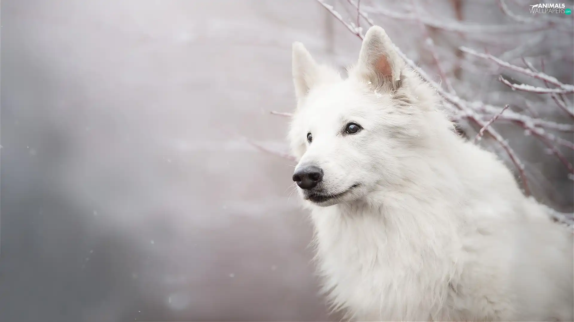 Twigs, snow, White Swiss Shepherd, muzzle, dog