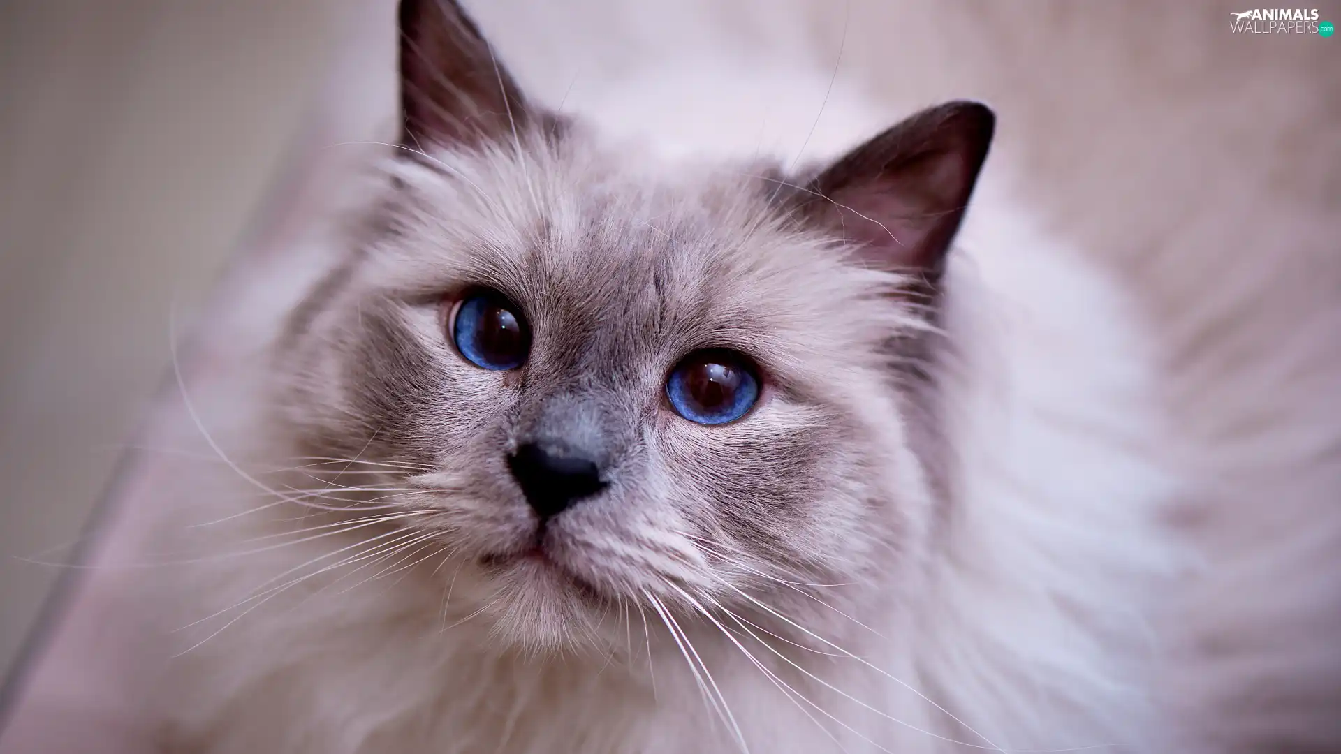 Longhaired, navy blue, Eyes, cat