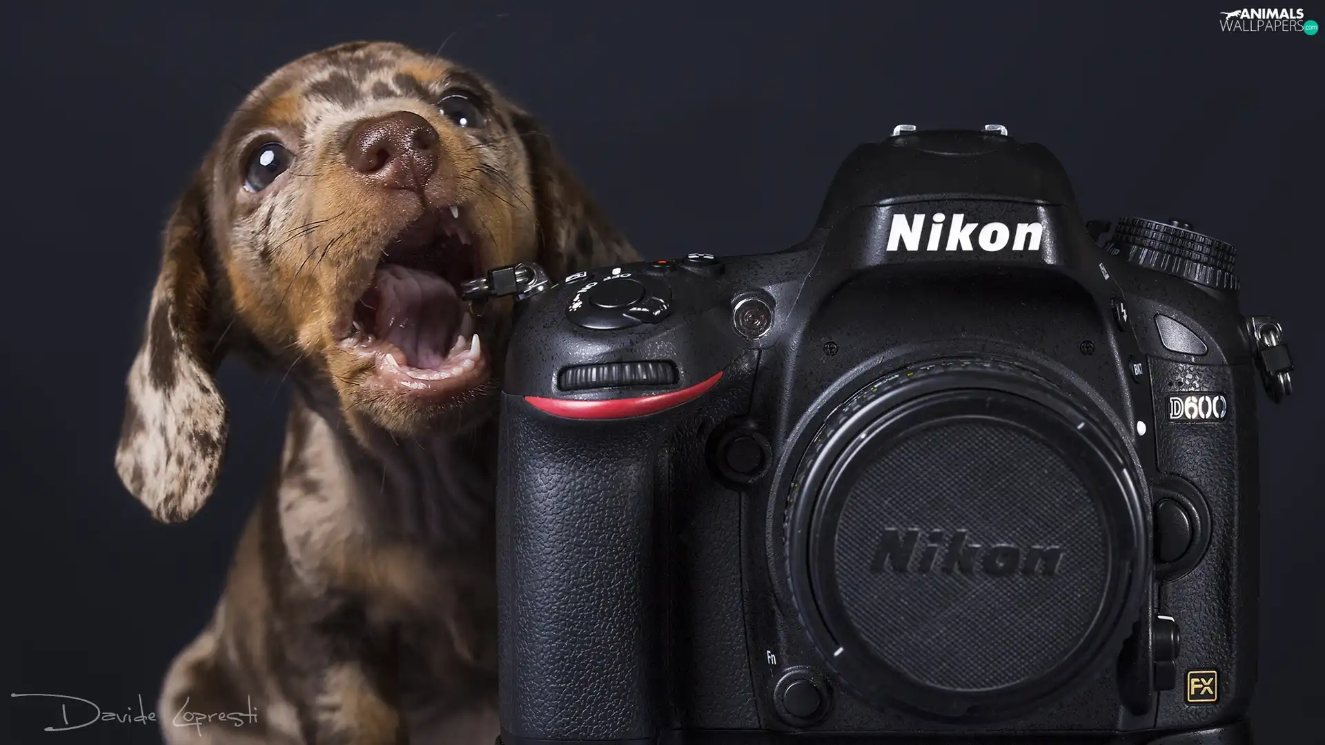 Dachshund Shorthair, Camera, Nikon, Puppy