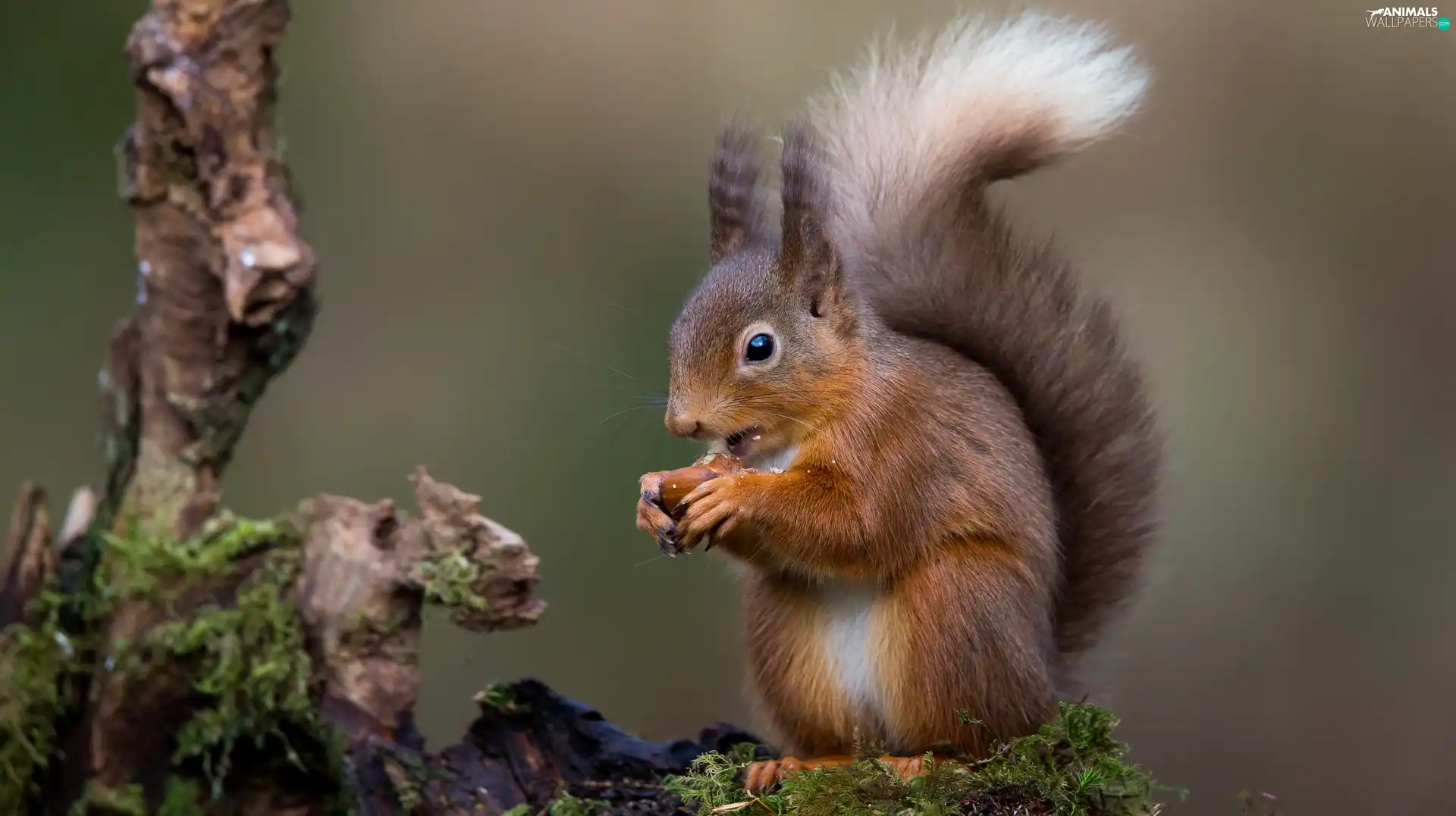 squirrel, branch, Moss, nut