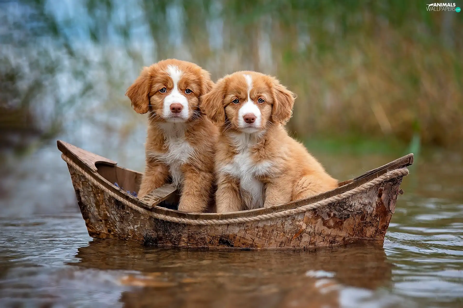 Dogs, Boat, Retrievers of Nova Scotia, puppies