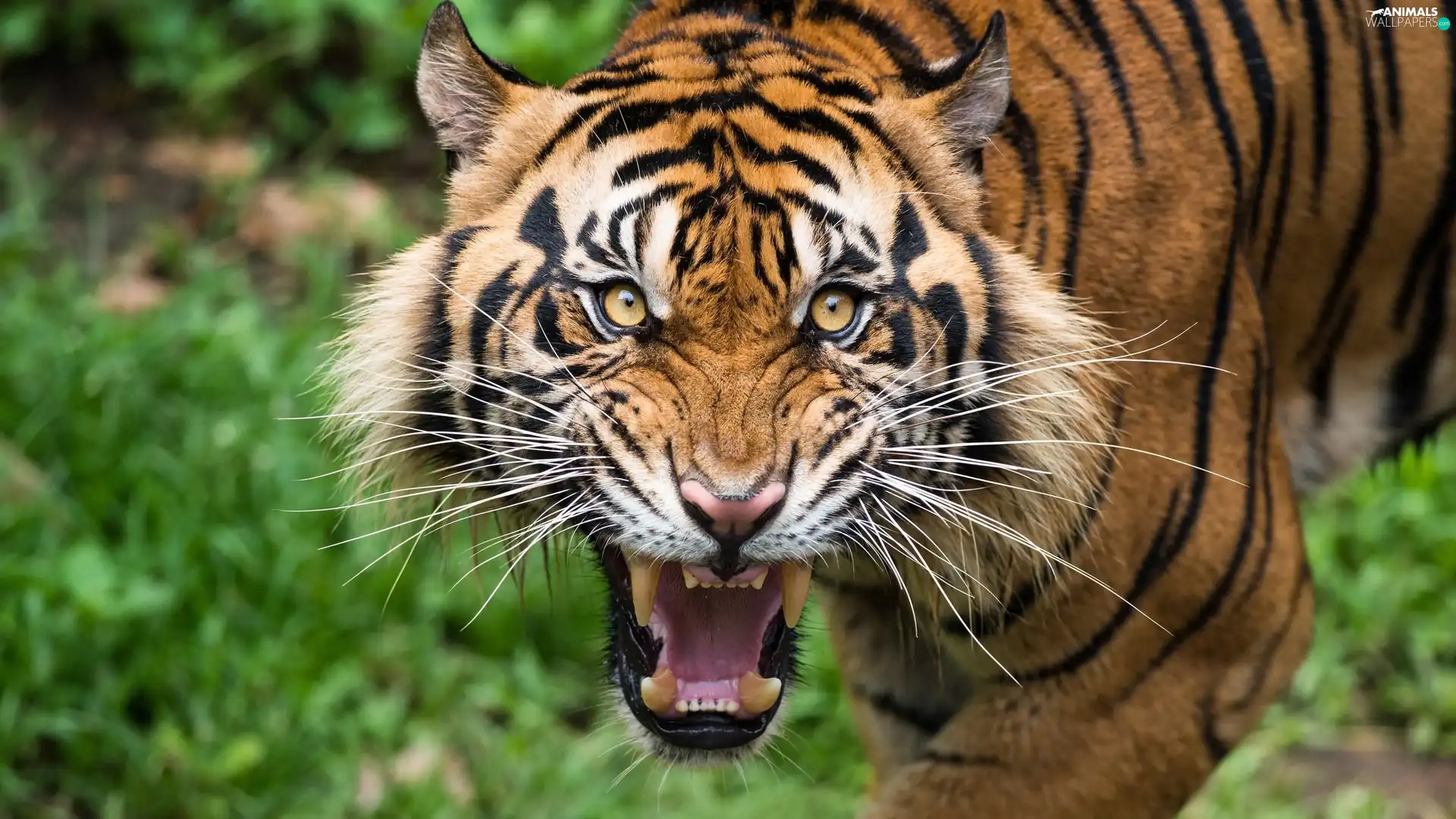 tiger, mouth, canines, open