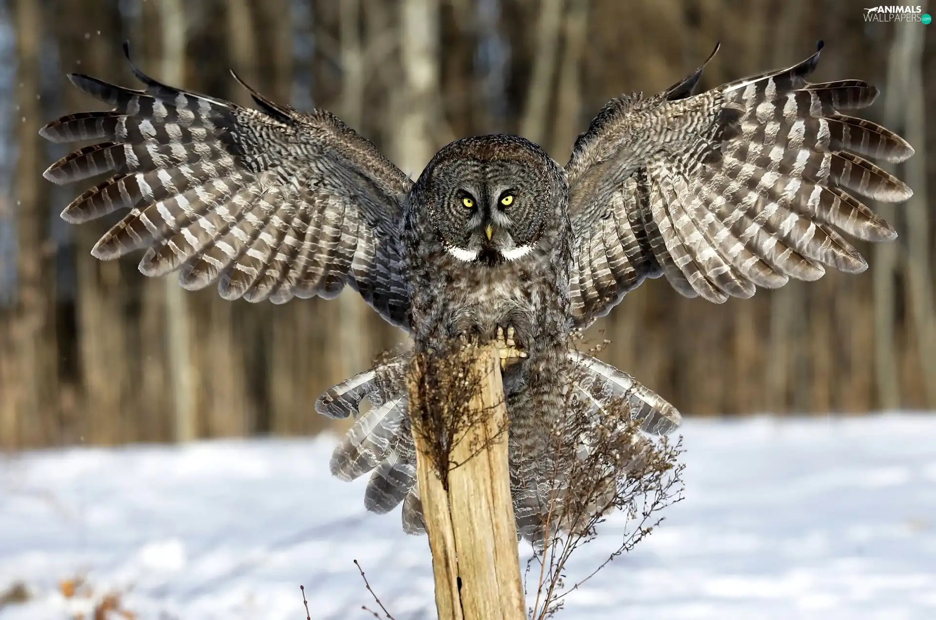 spread, owl, wooden, post, wings, Tawny owl great gray owl