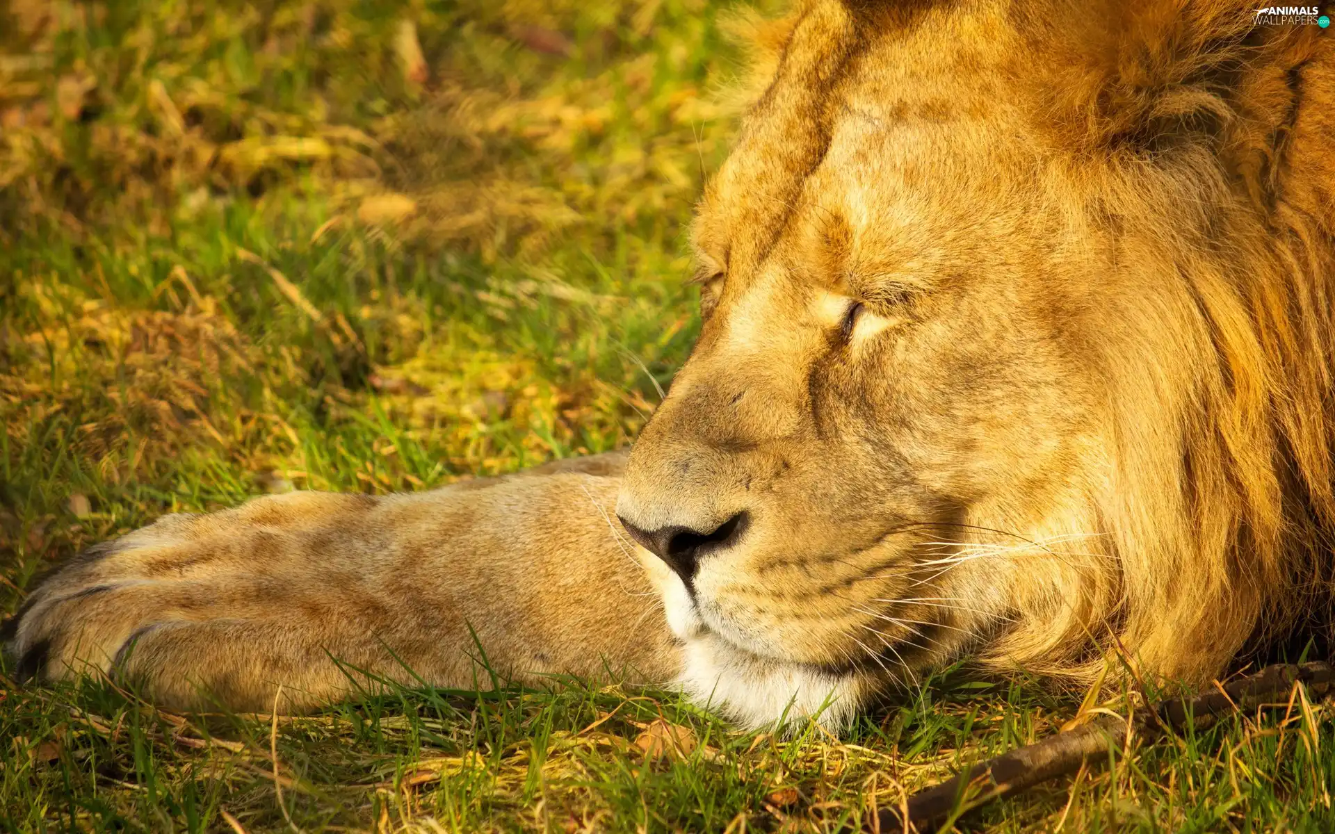 paw, sleepy, Lion