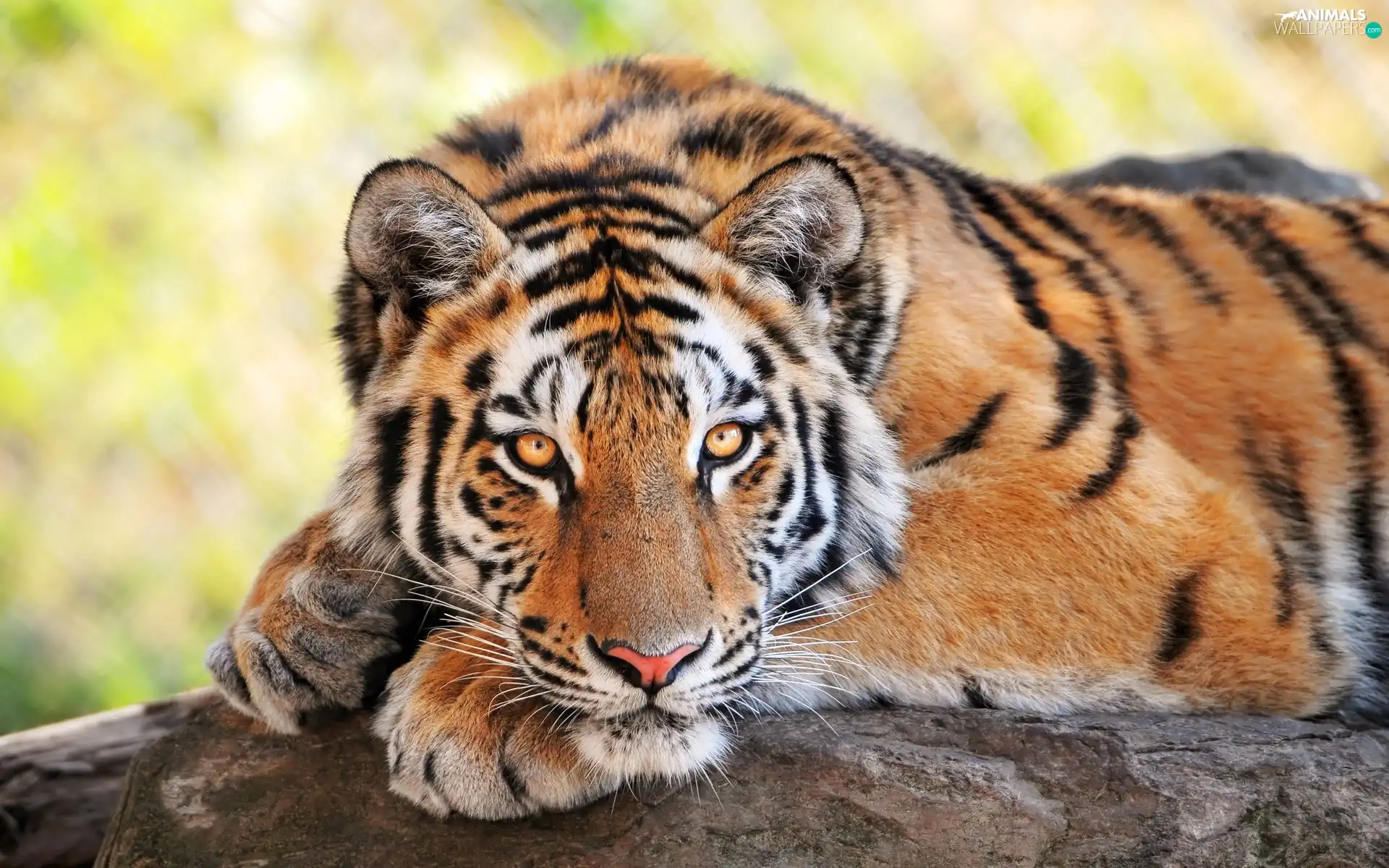 tiger, paws