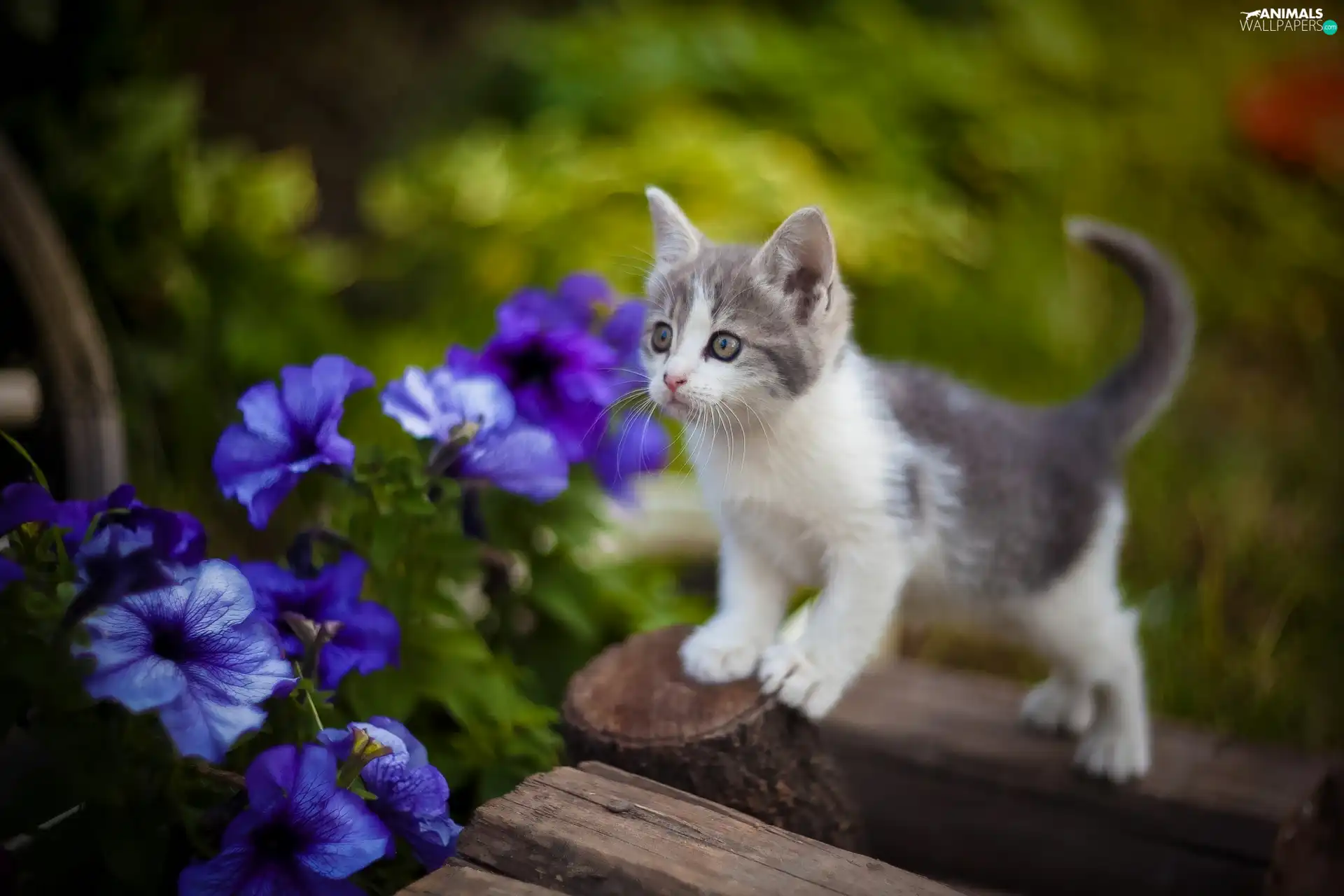 Flowers, petunias, kitten, Blue, small