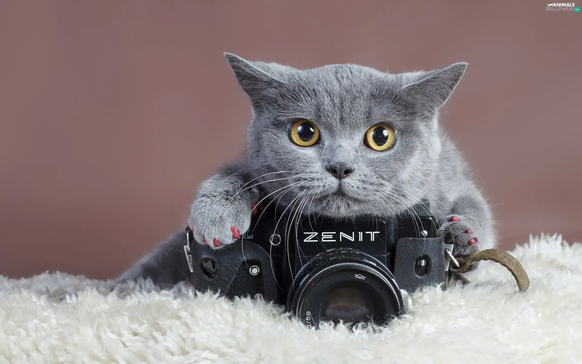 cat, Camera, photographic, British