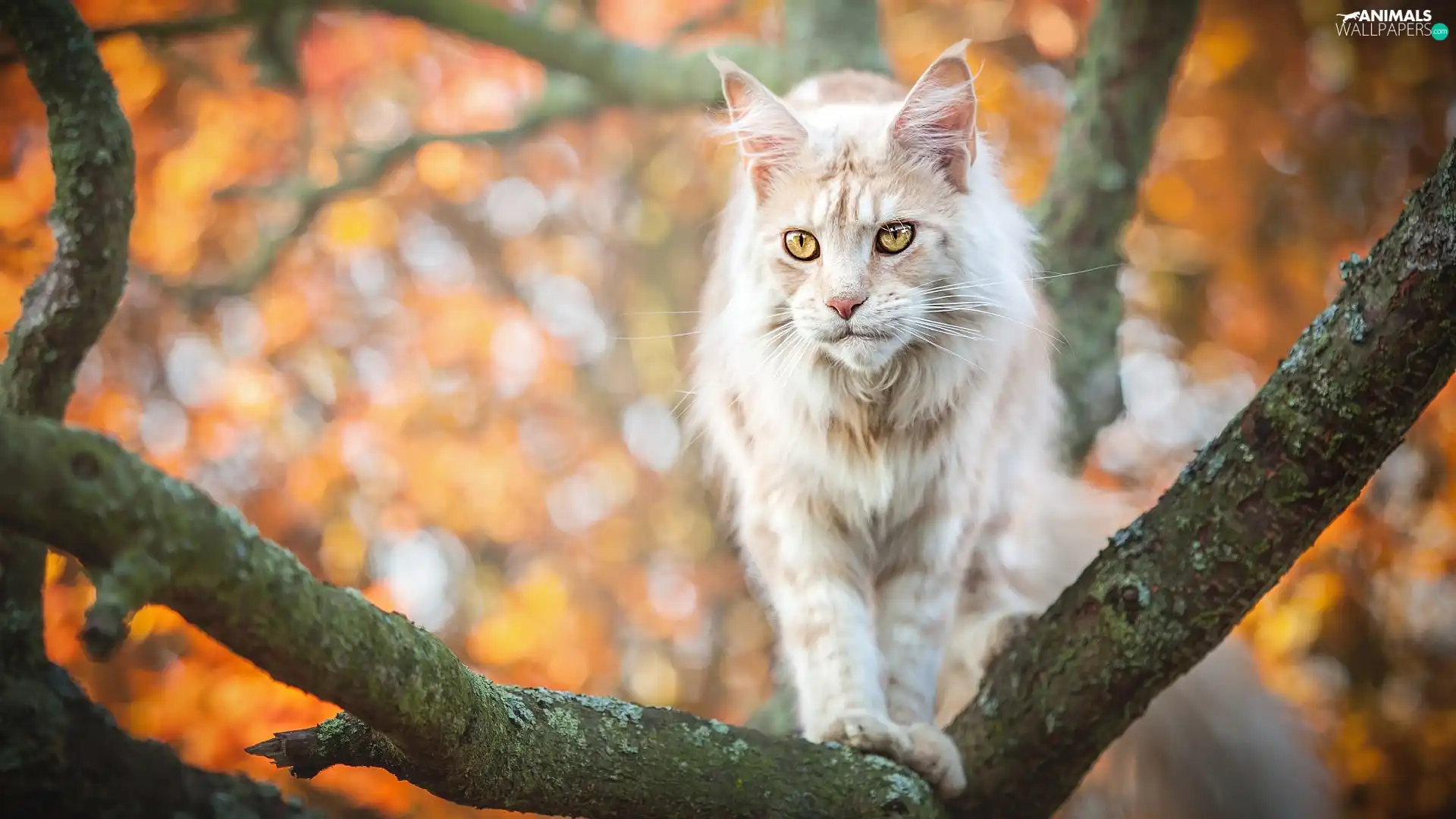 cat, trees, branch pics, Maine Coon