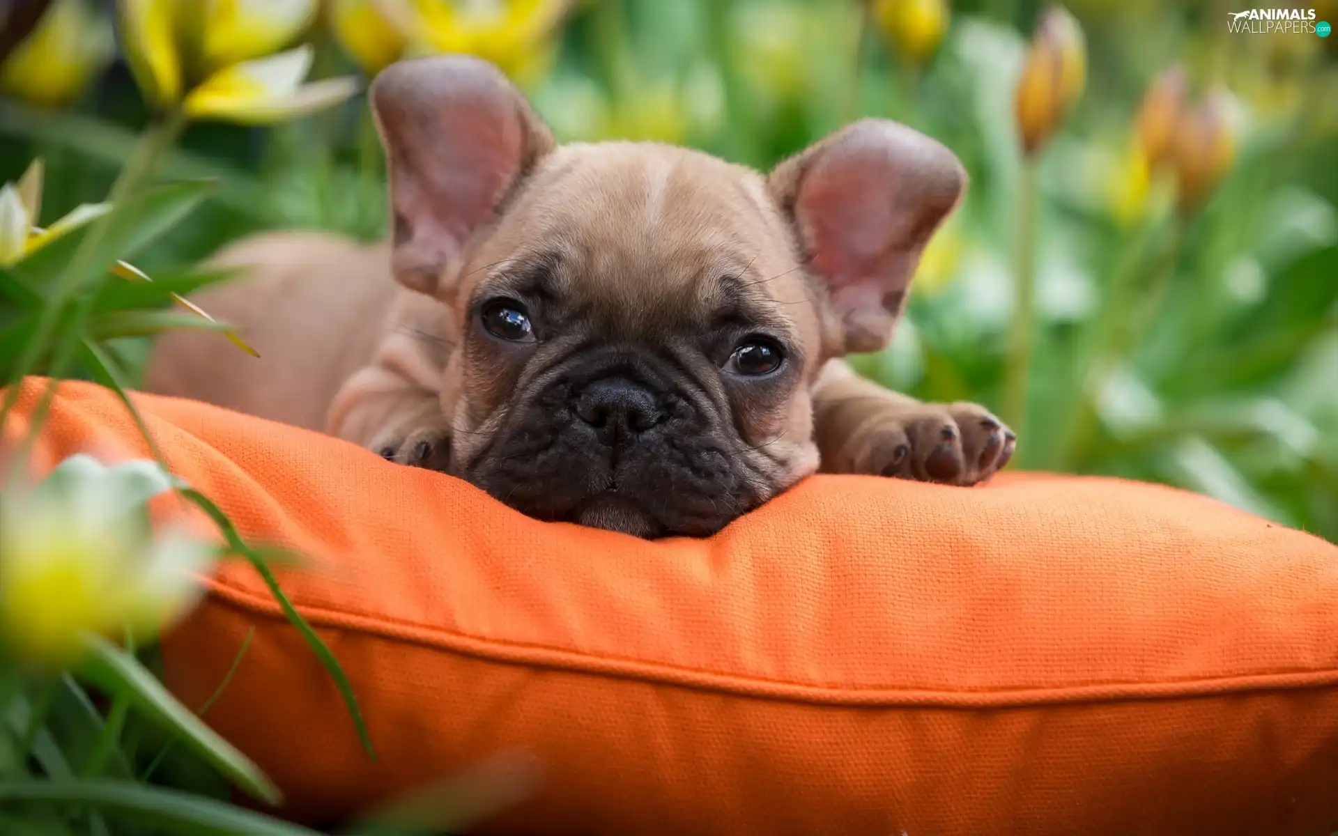 Pillow, Orange, French Bulldog, Puppy, dog