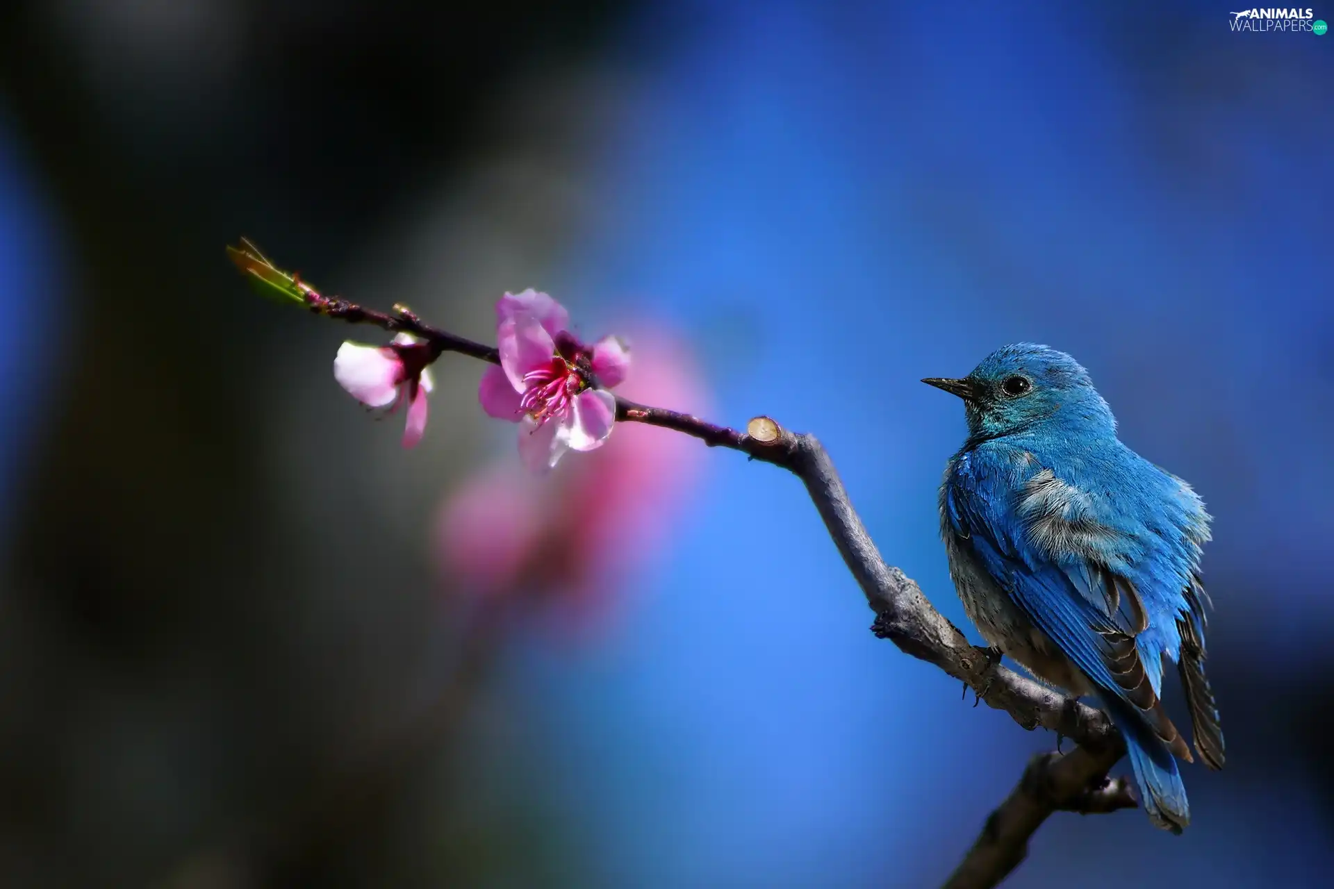 Pink, Flower, Bird, branch, blue