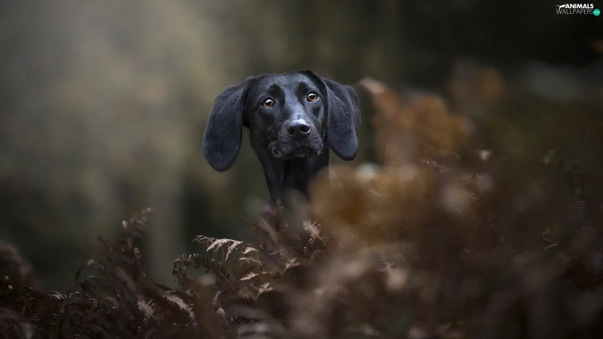 Longs, ears, background, muzzle, fuzzy, dog, Black, Plants