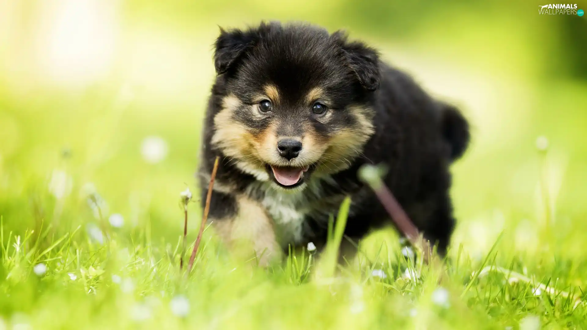 grass, Finnish Lapphund, puppie