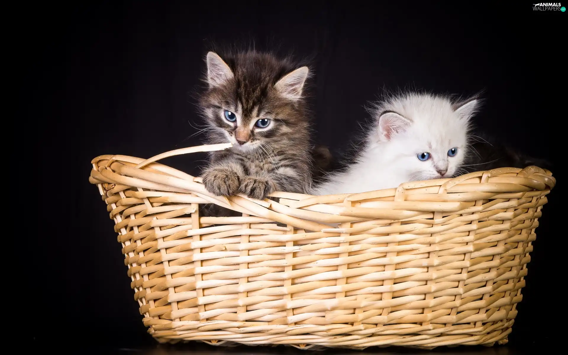 basket, Two cars, puss